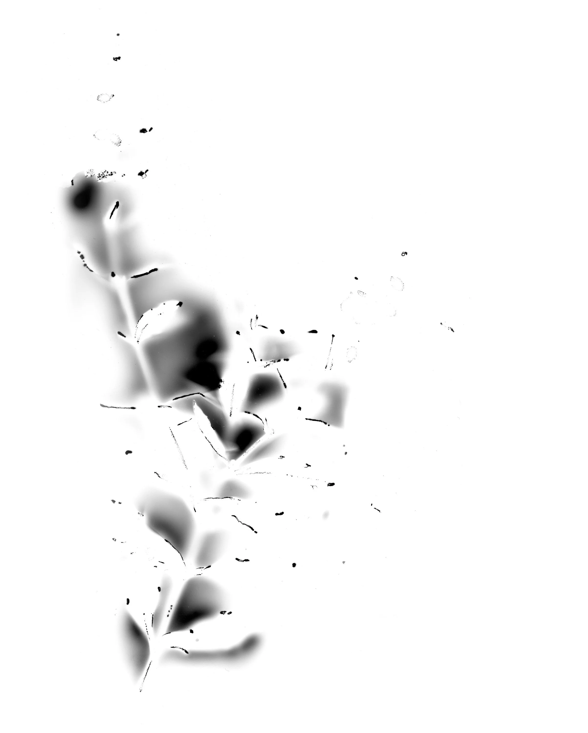 Natural Impressions
Kirlian Silver Gelatin Prints
2026
8x10 