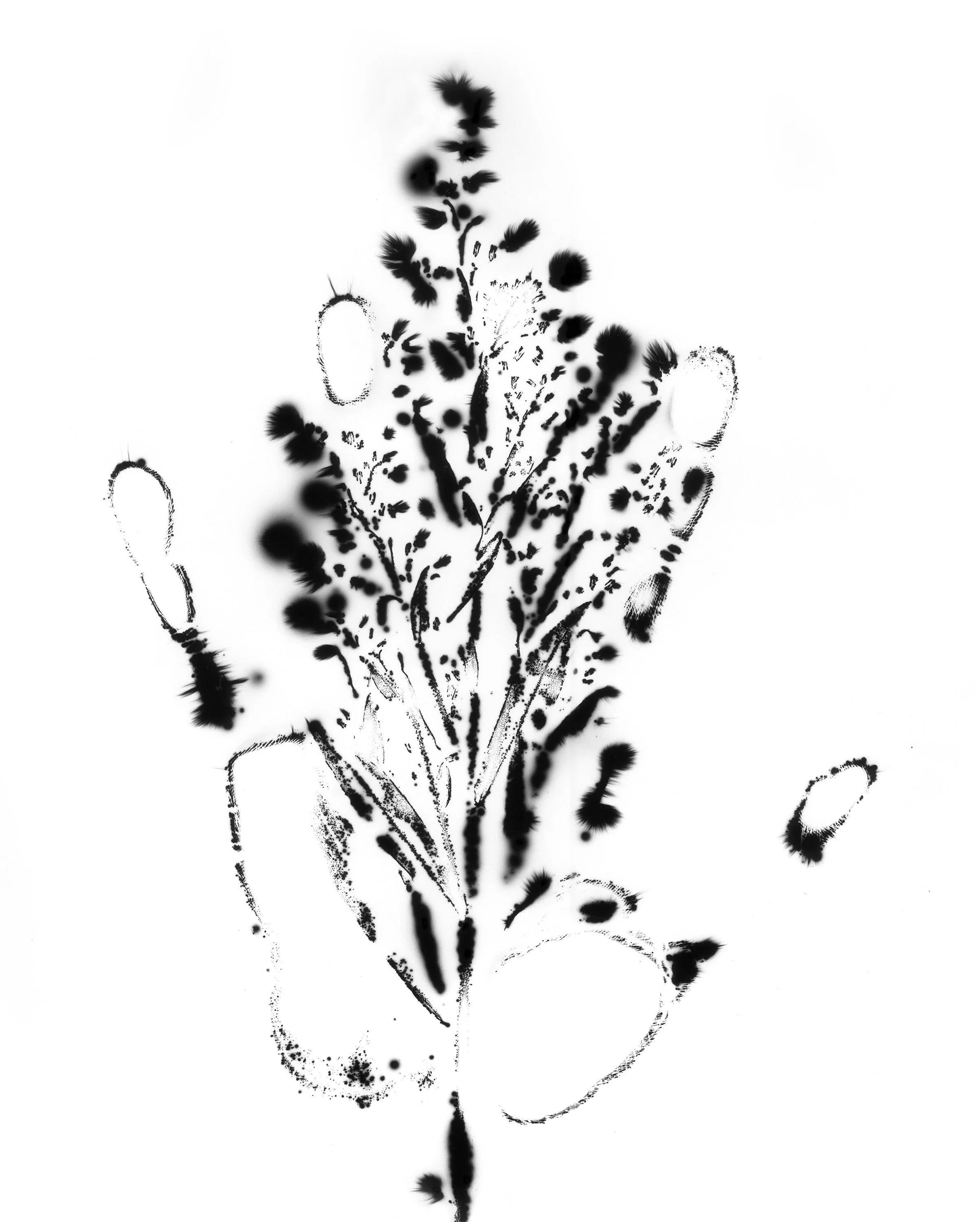 Natural Impressions
Kirlian Silver Gelatin Prints
2026
8x10