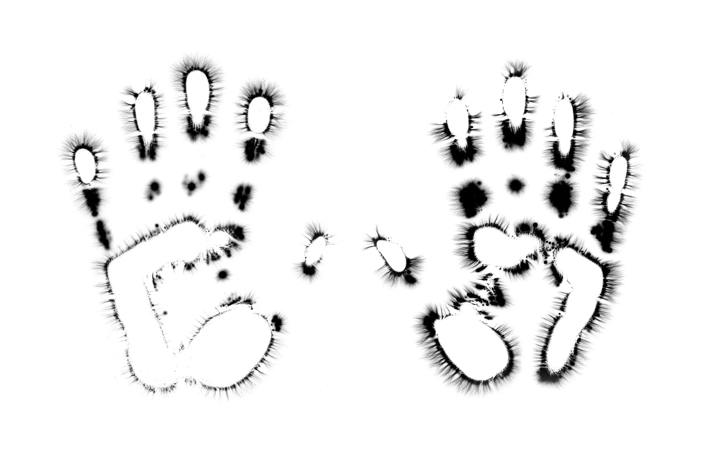 Natural Impressions
Kirlian Silver Gelatin Prints
2026
8x10 Each
