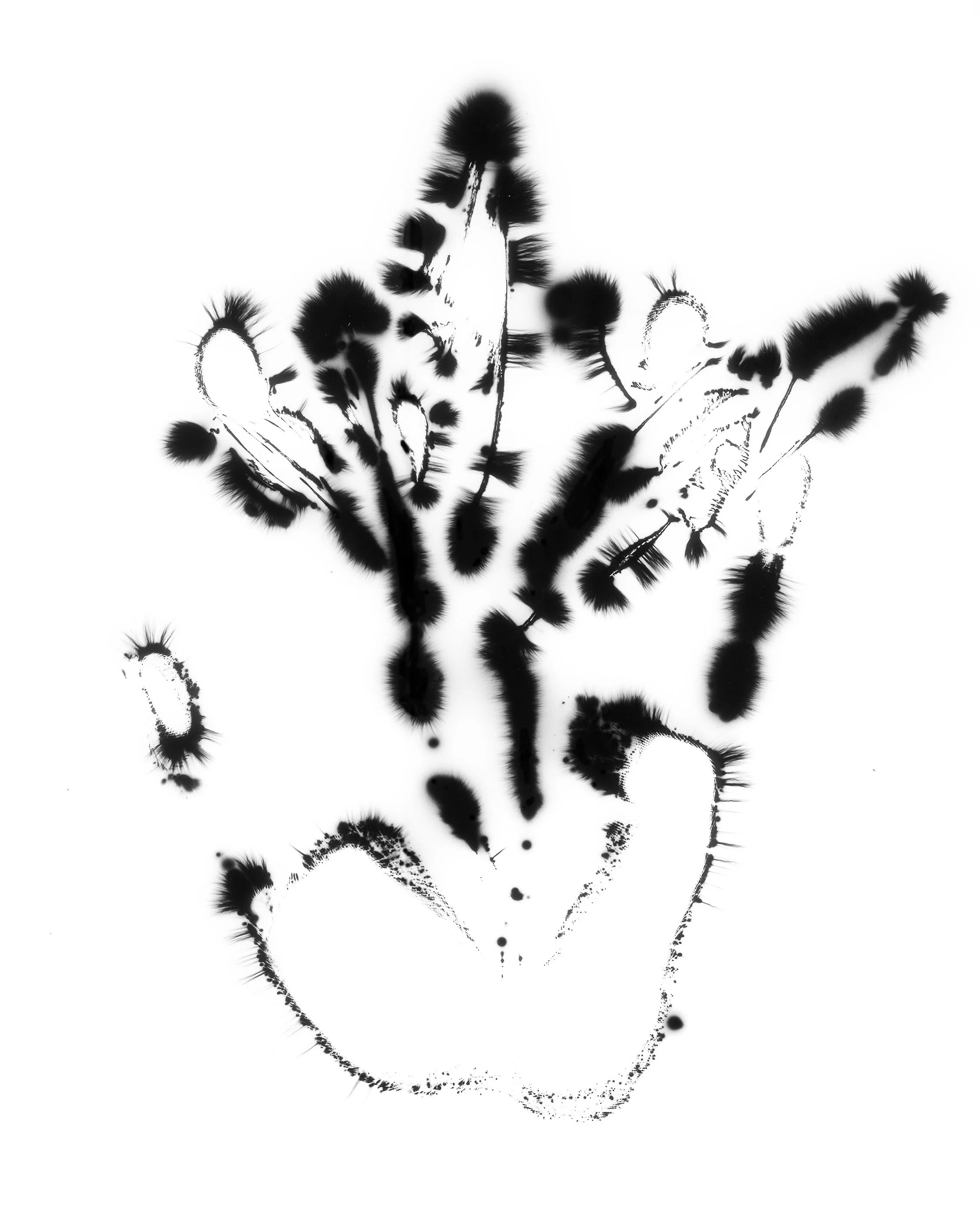 Natural Impressions
Kirlian Silver Gelatin Prints
2026
8x10