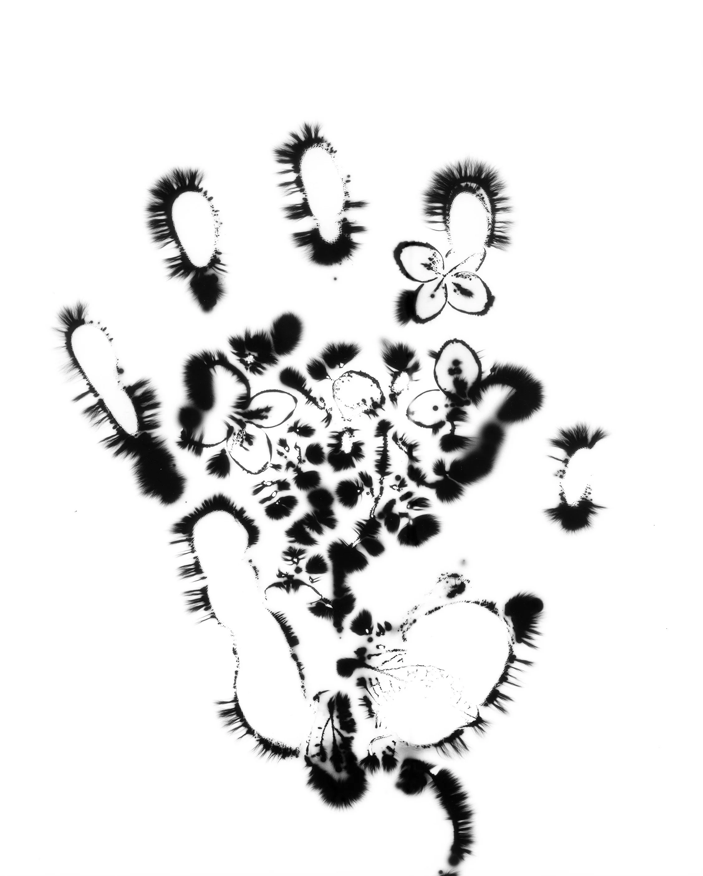 Natural Impressions
Kirlian Silver Gelatin Prints
2026
8x10