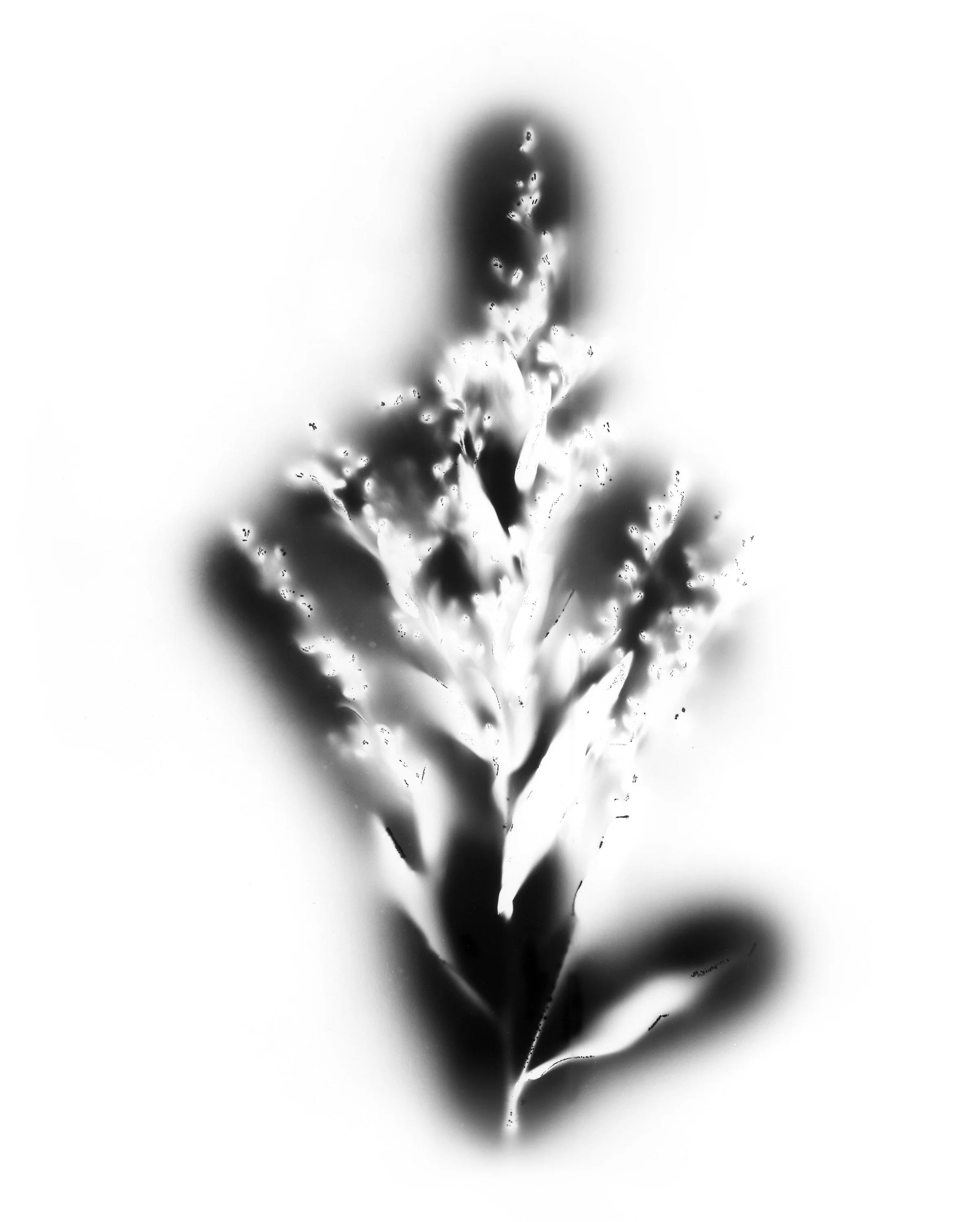 Natural Impressions
Kirlian Silver Gelatin Prints
2026
8x10 