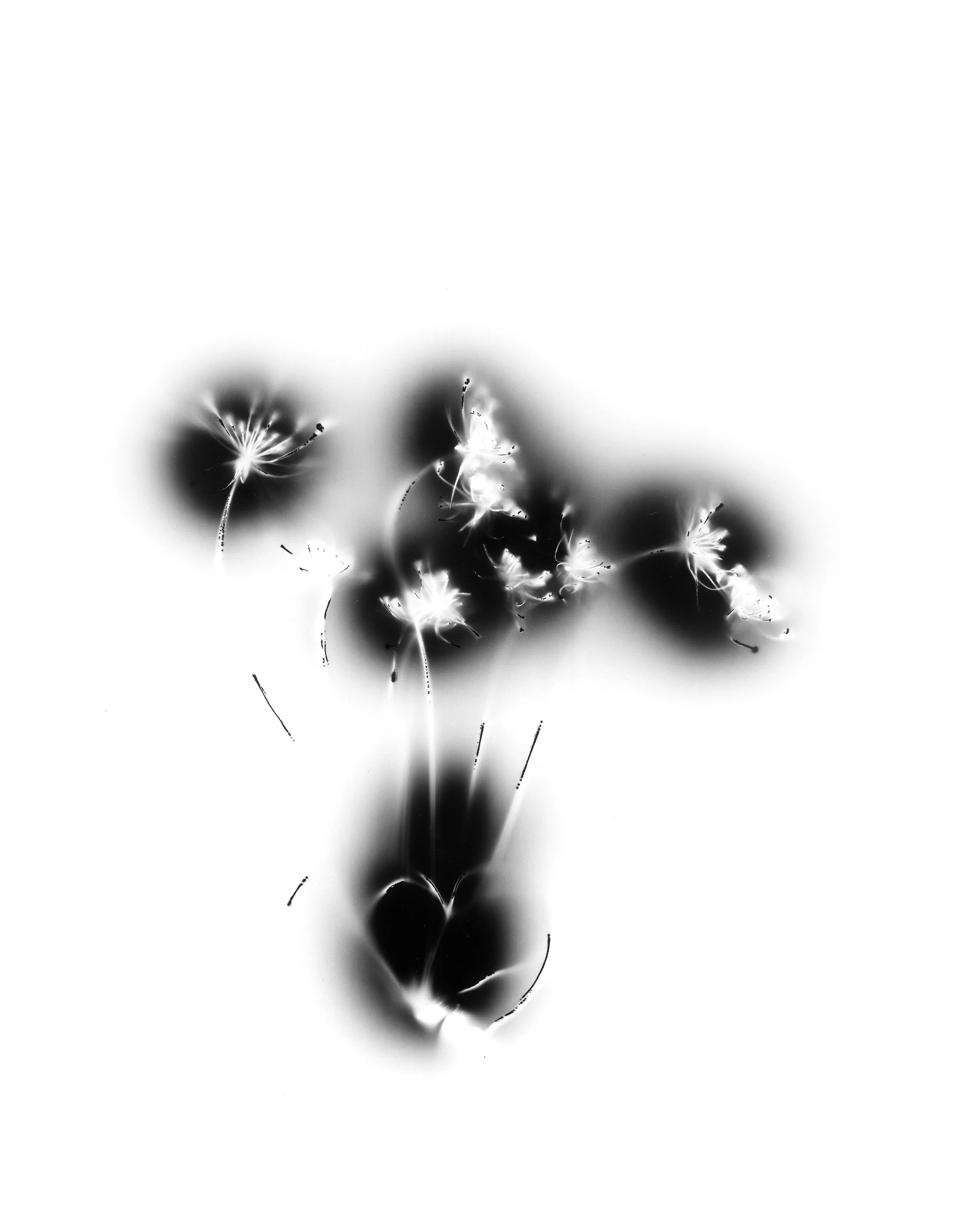 Natural Impressions
Kirlian Silver Gelatin Prints
2026
8x10 