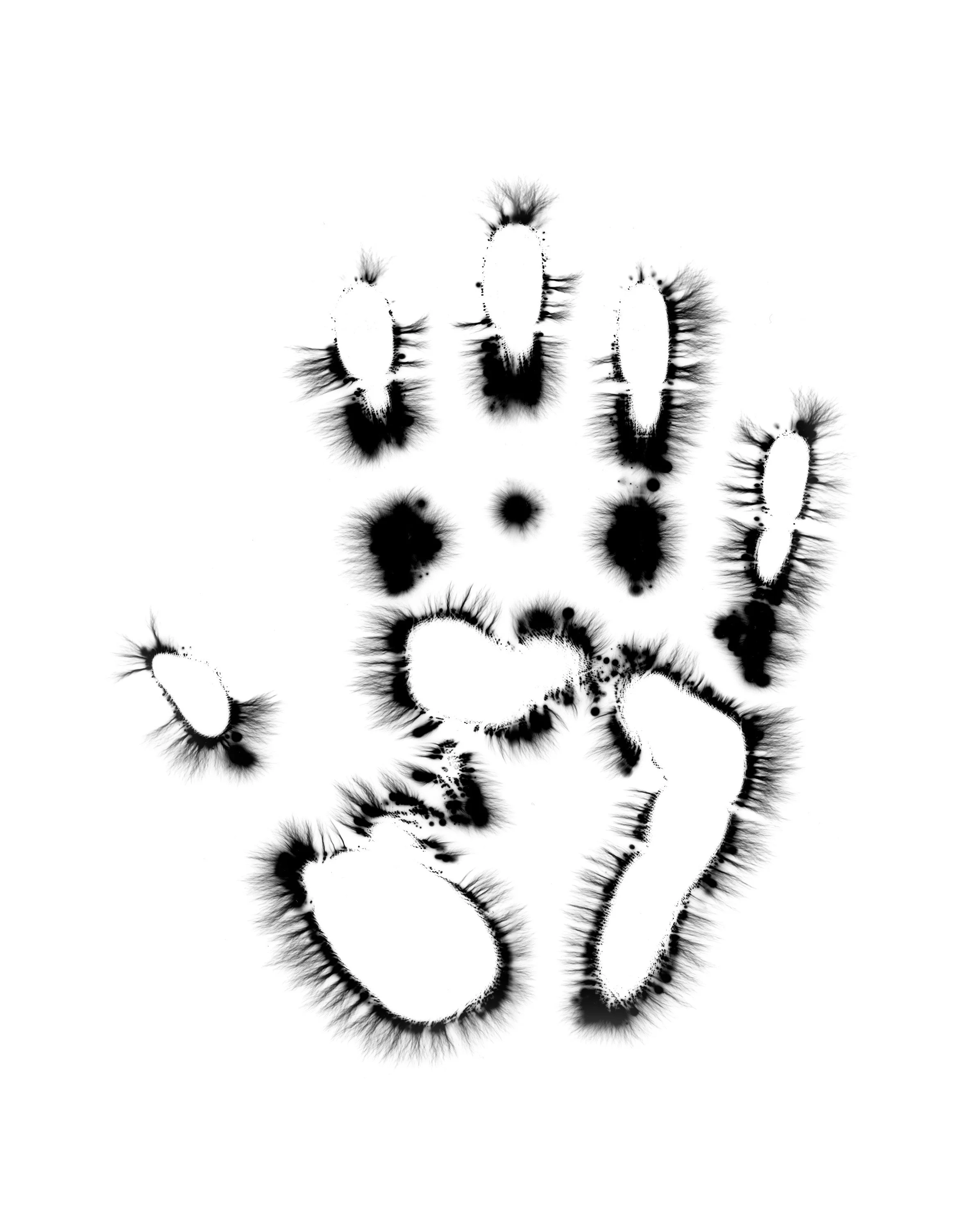 Natural Impressions
Kirlian Silver Gelatin Prints
2026
8x10 
