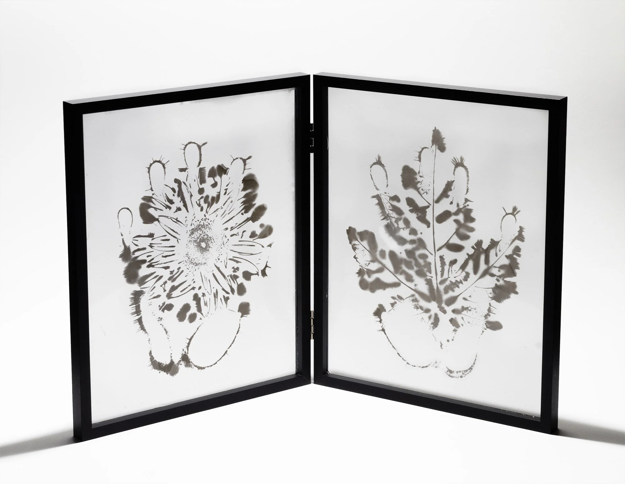 Natural Impressions
Kirlian Photographs printed as wet plate ambrotypes
16 x 10 
2026