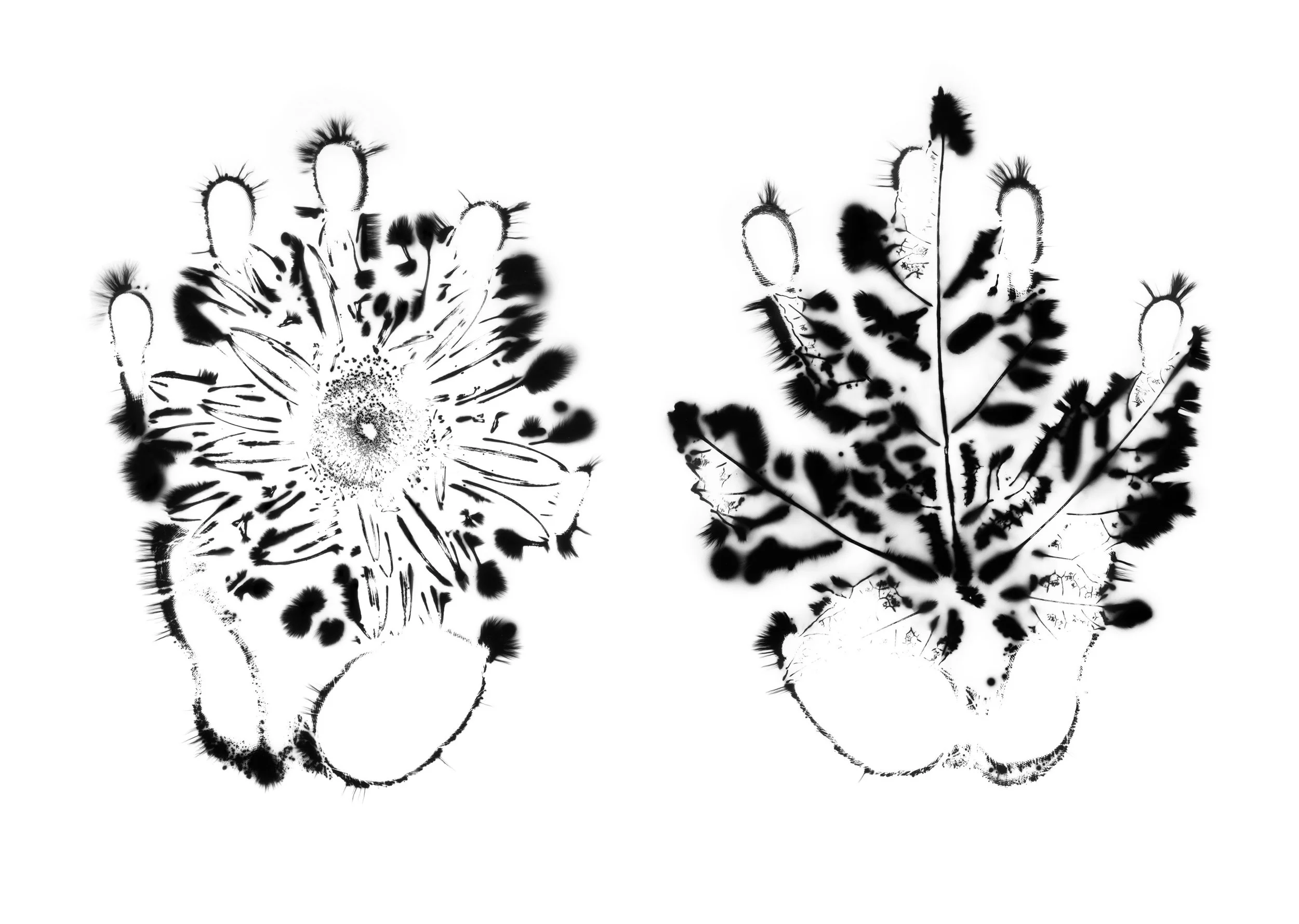 Natural Impressions
Kirlian Silver Gelatin Prints
2026
8x10 Each