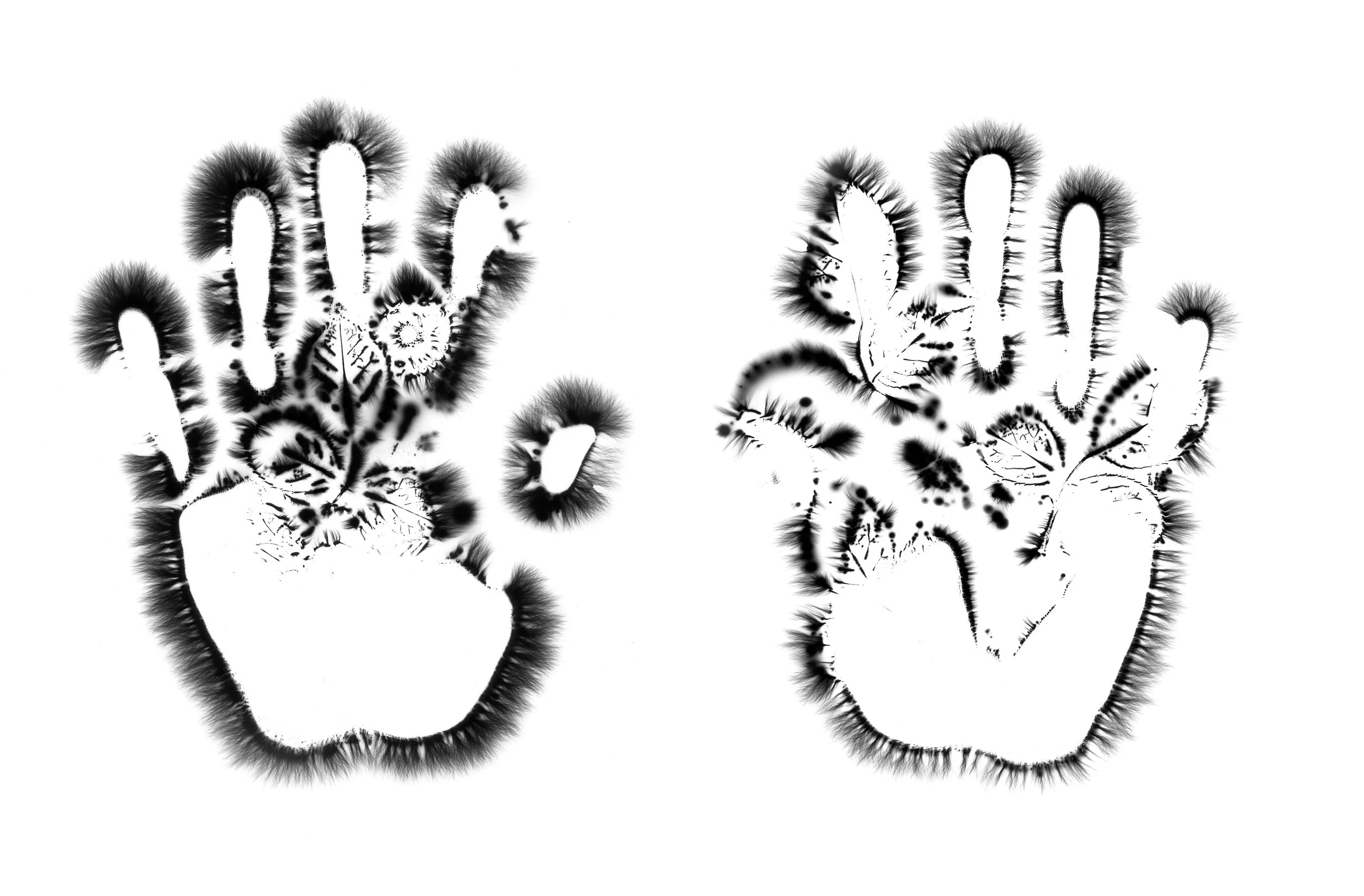 Natural Impressions
Kirlian Silver Gelatin Prints
2026
8x10 Each