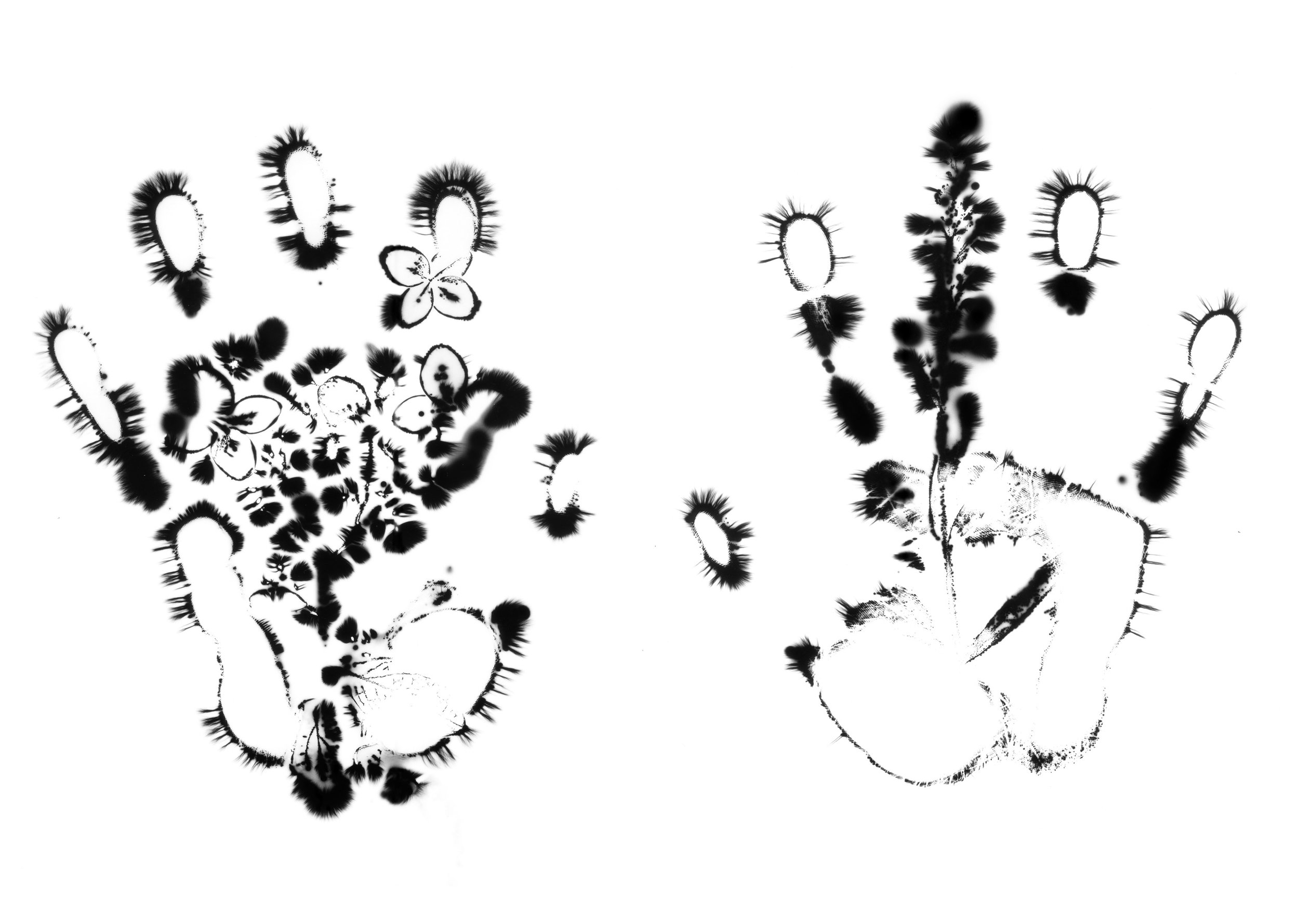 Natural Impressions
Kirlian Silver Gelatin Prints
2026
8x10 Each