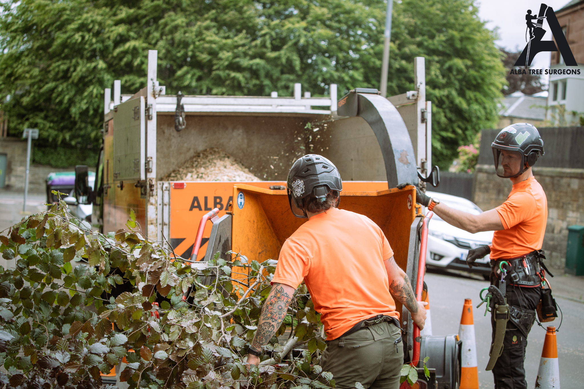 Practical Sustainability in Tree Surgery: Our Approach at Alba Tree Surgeons