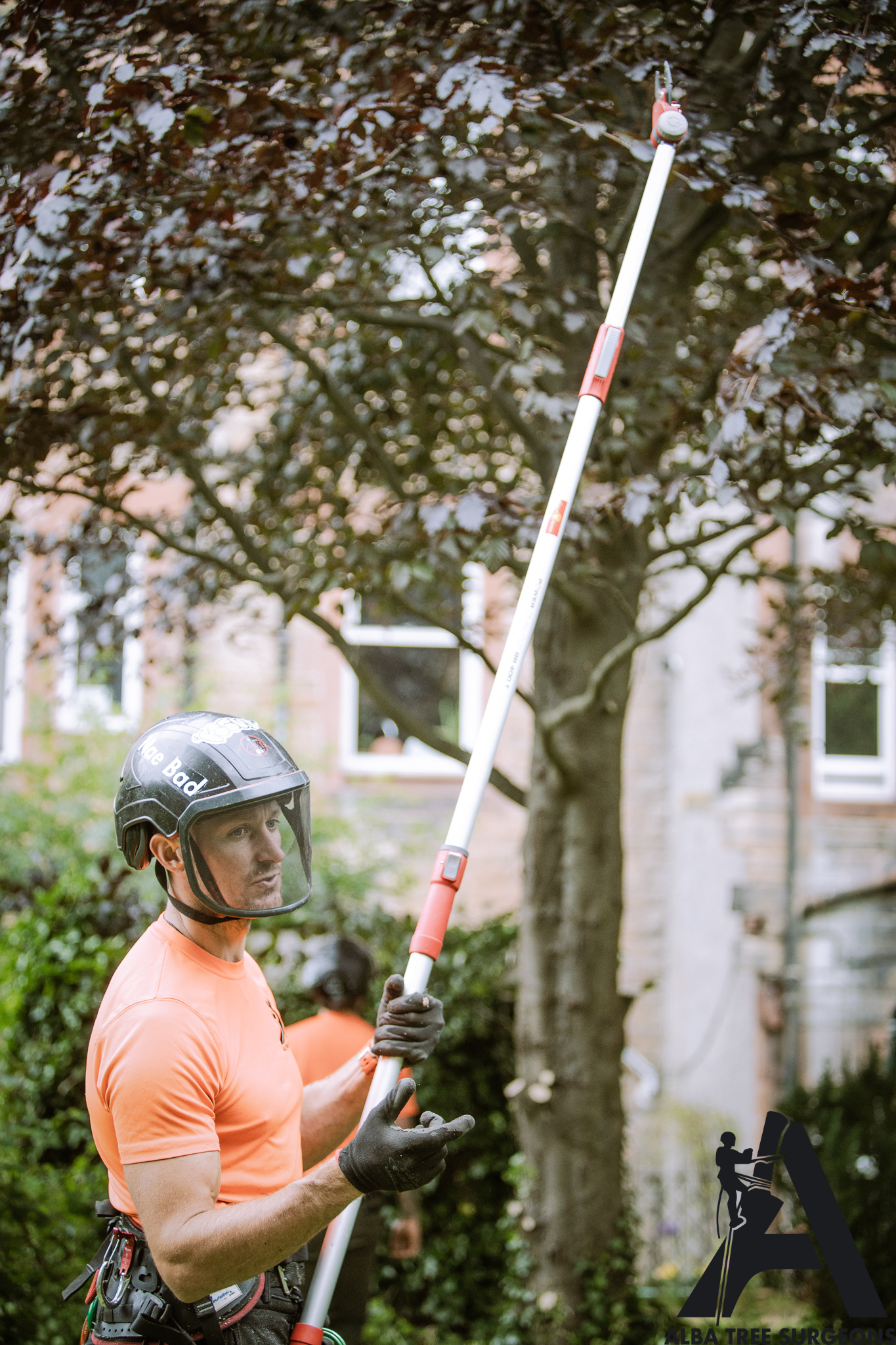 Alba Tree Surgeons - Professional Arborist prunning Copper Beech tree in Edinburgh.png