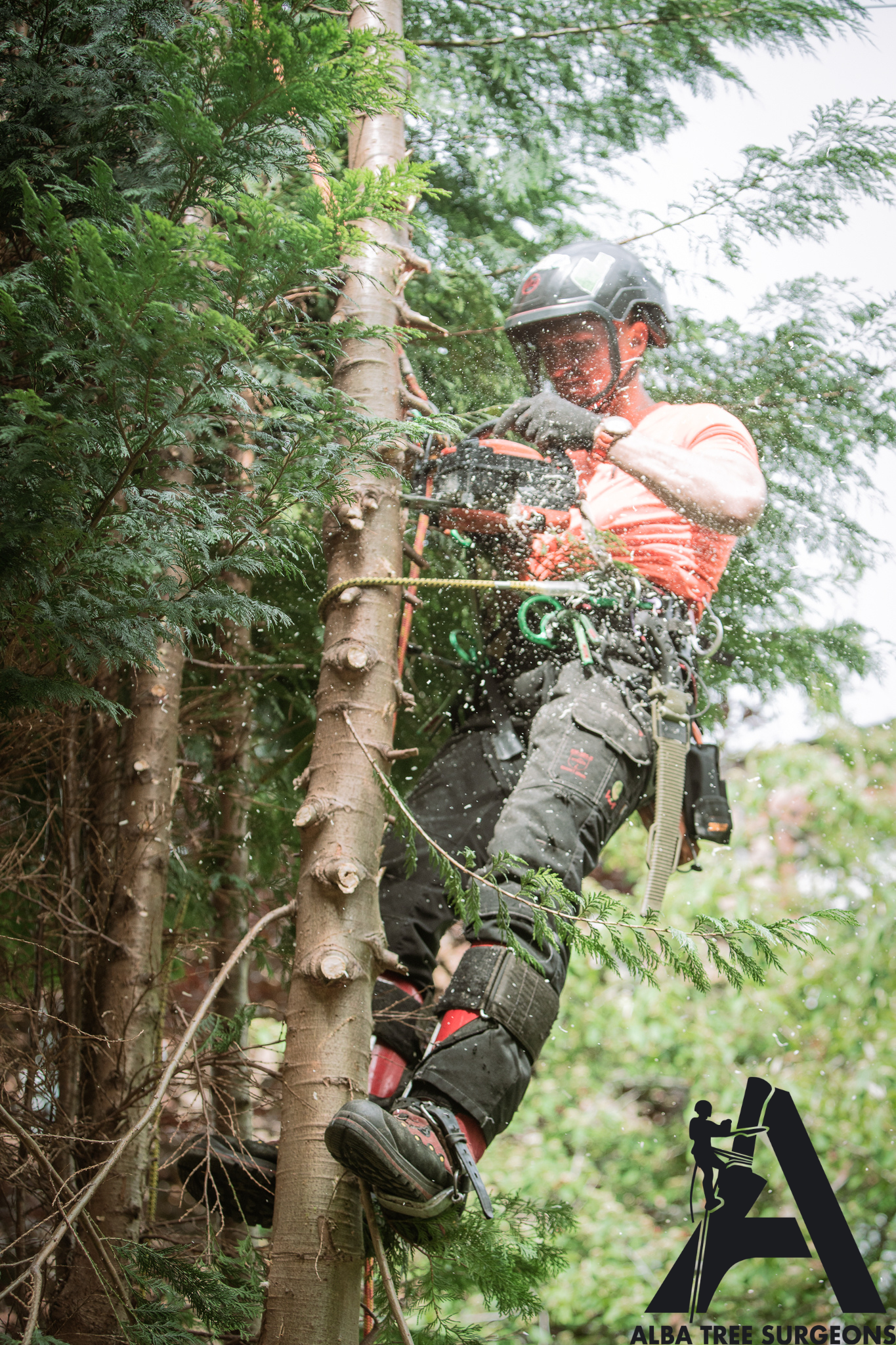 Alba Tree Surgeons -Professional Arborist Dismantling Conifer Tree with Climbing Spikes in Edinburgh.png