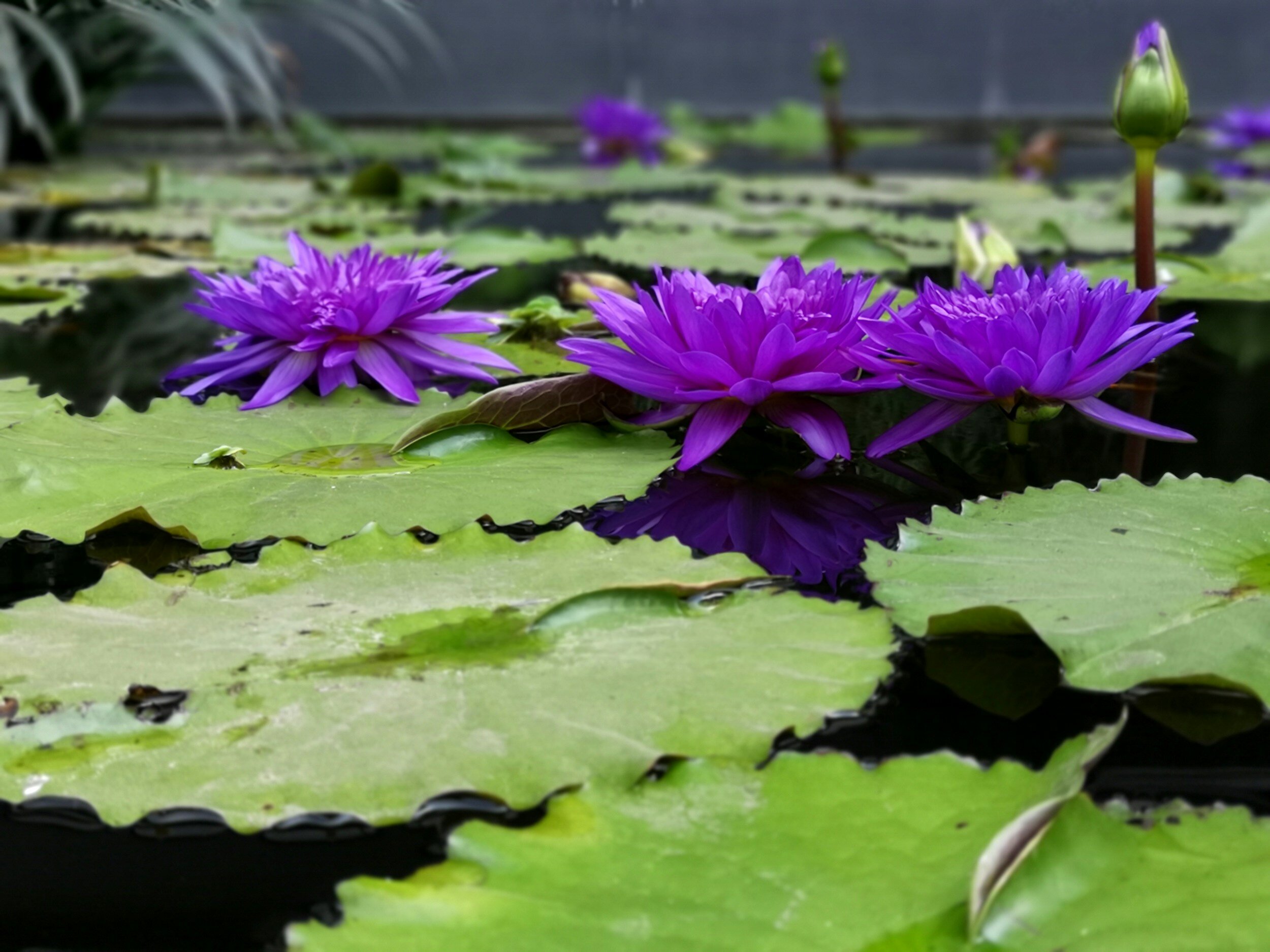 Lotus signifying business growth through partnerships