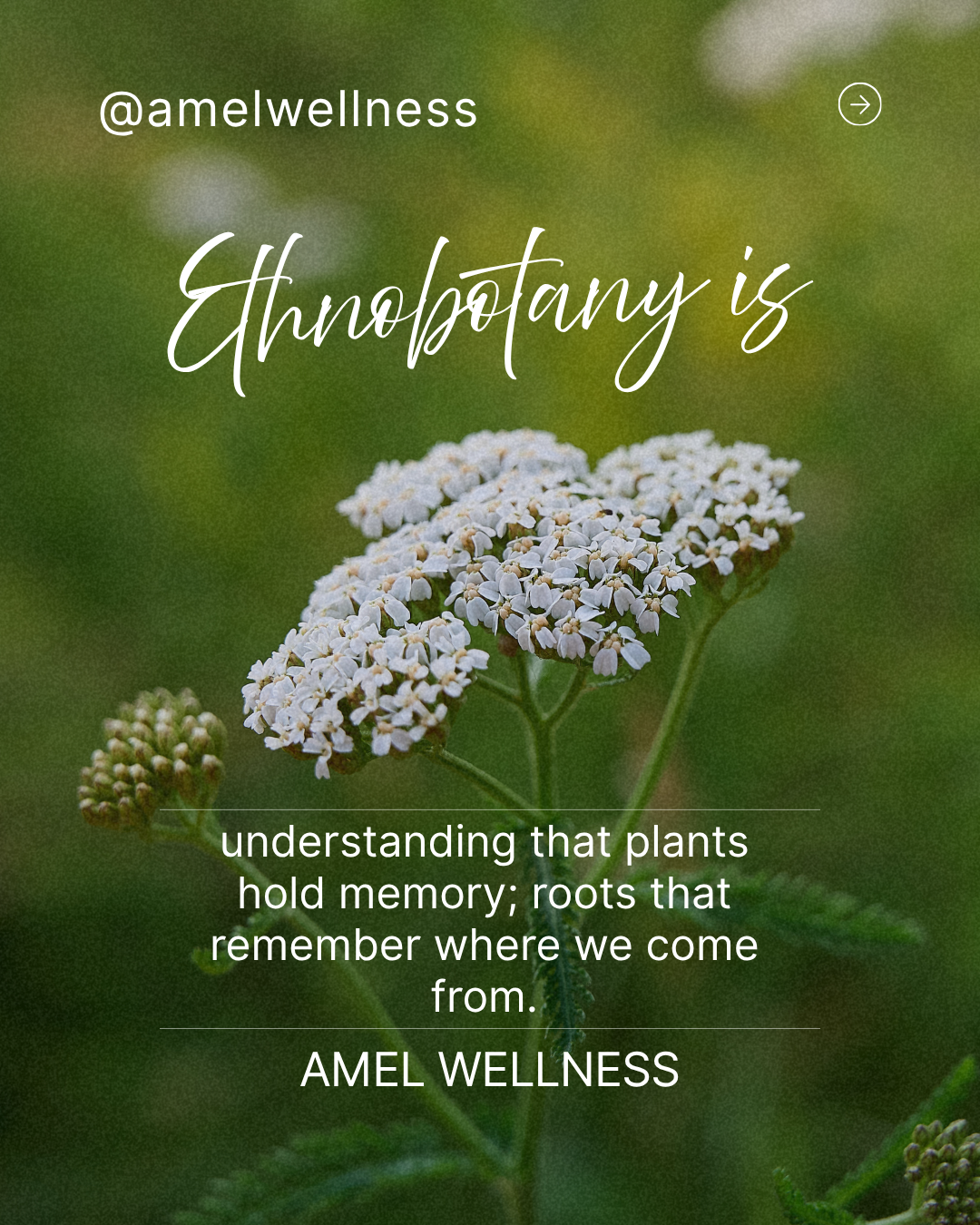 What is Ethnobotany (3).png