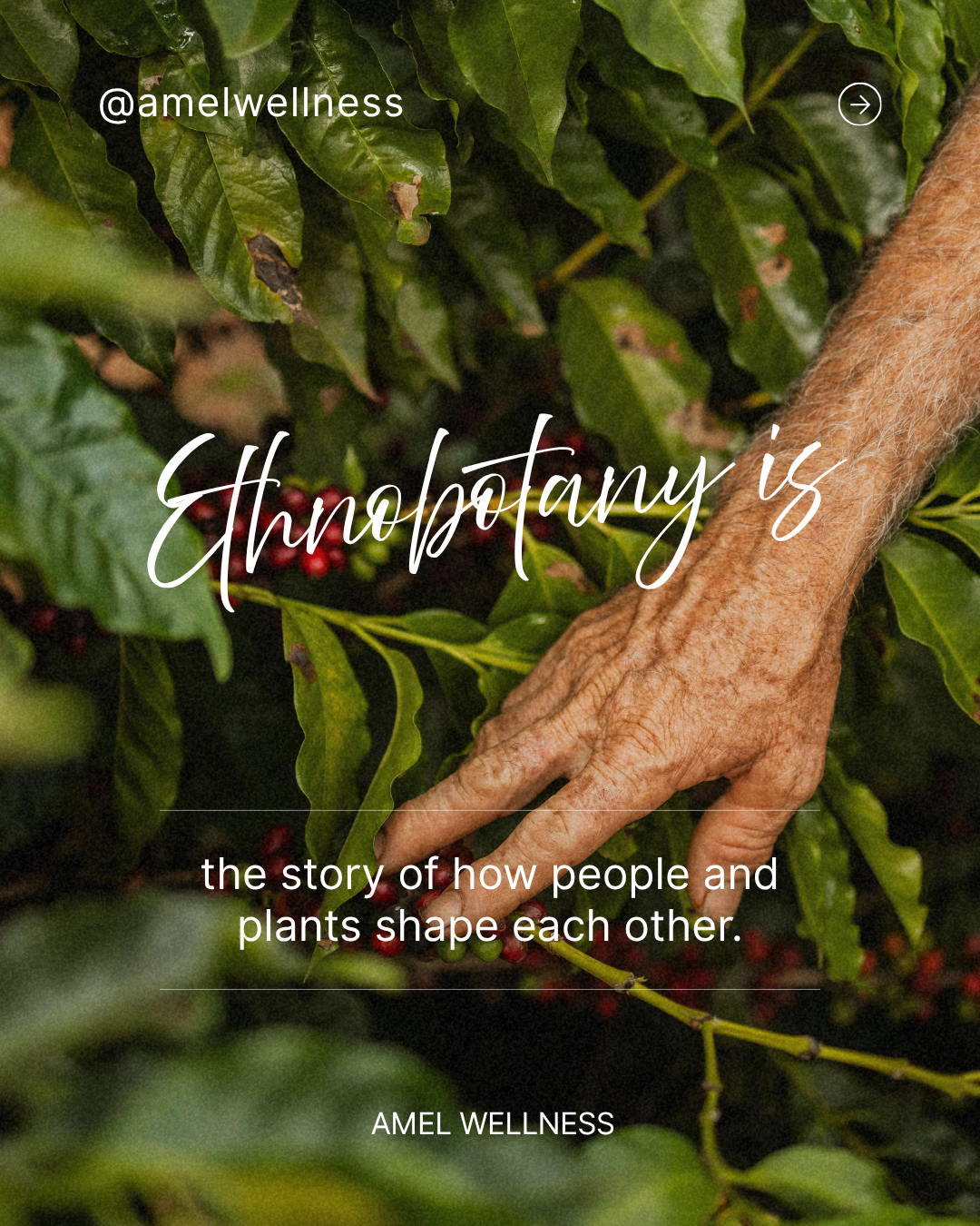 What is Ethnobotany (1).png