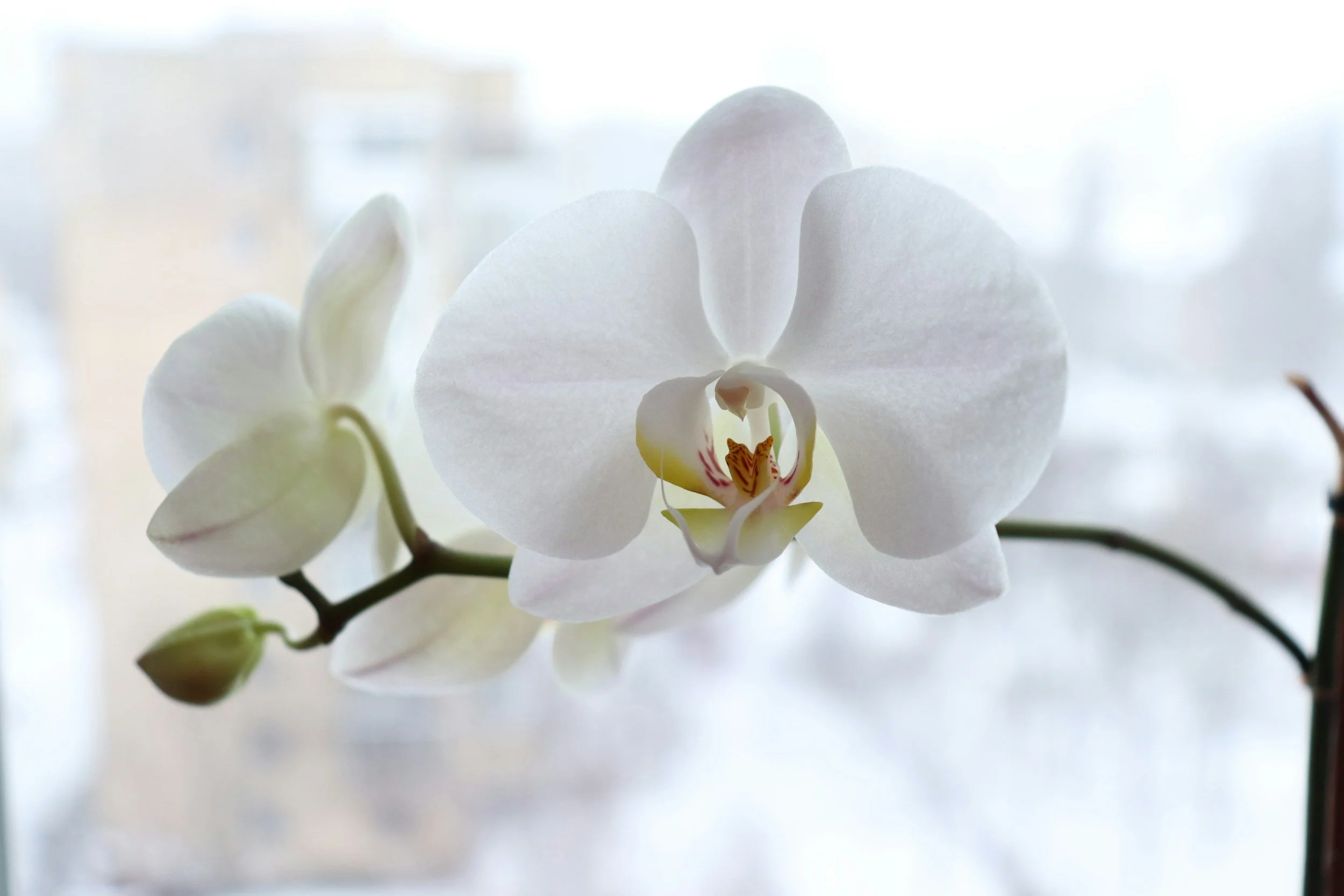 Delicate orchid flowers