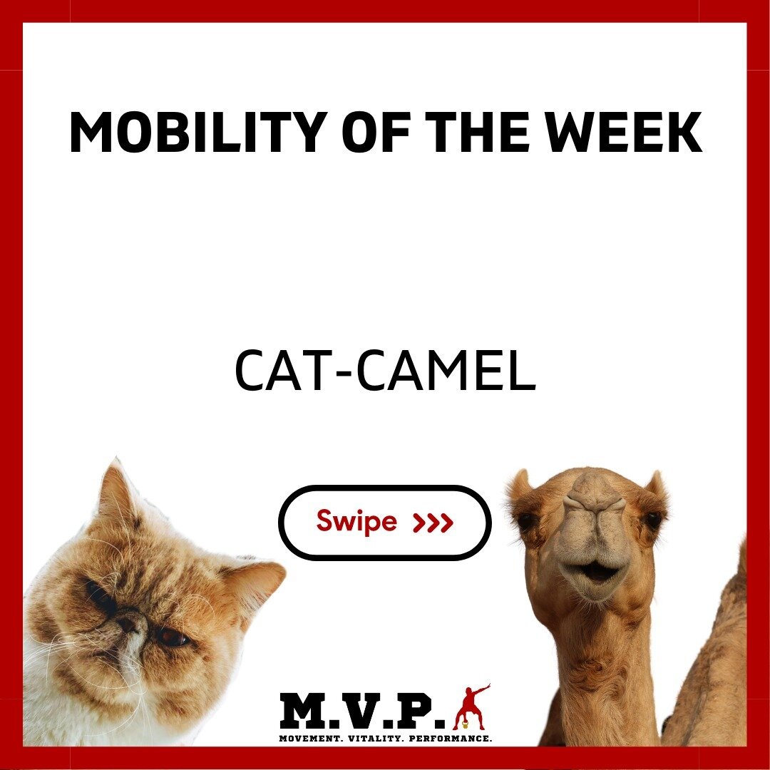 CAT-CAMEL 🐱🐪

The Cat-Camel exercise is a simple stretch and mobility exercise often used in yoga and physiotherapy to improve spinal flexibility and reduce back pain. 

Here's how to do it:

1. Start on your hands and knees in a tabletop position,