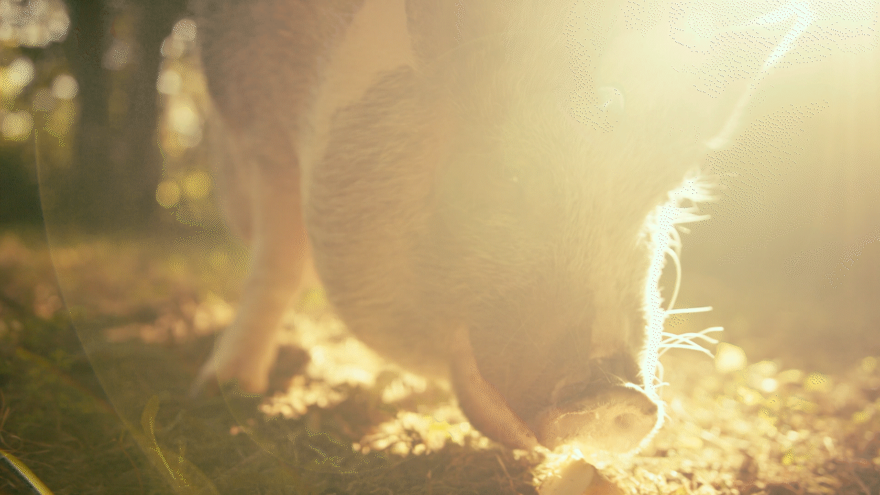 HERBIVORE.gif