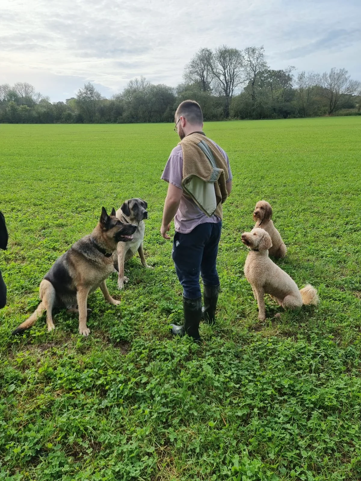 A man in mud boots and glasses stands in a grassy field with five dogs, including two German Shepherds and three poodles, under a cloudy sky with trees in the background.