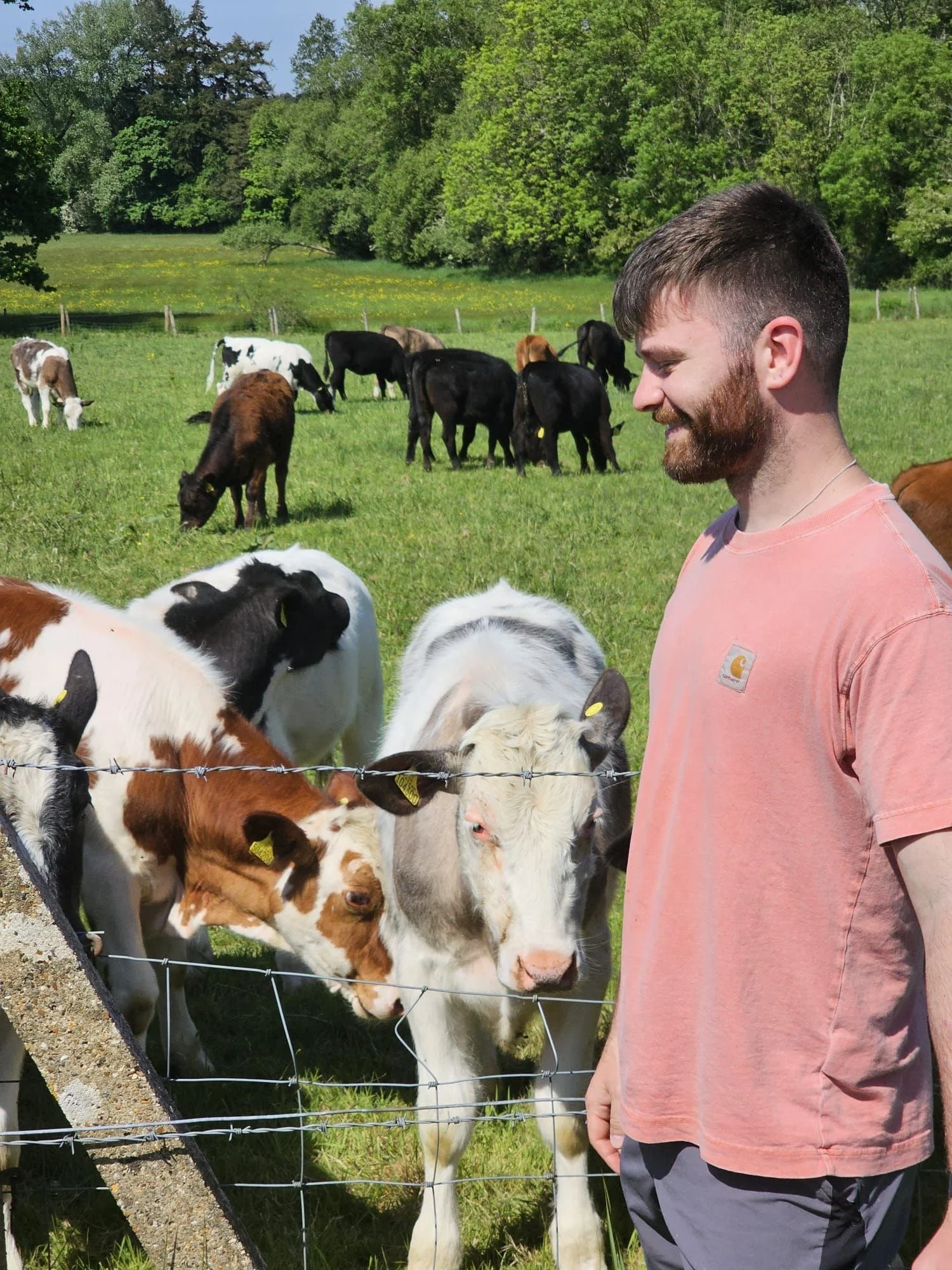 A man with a beard and pink shirt smiling while standing next to a group of calves behind a fence on a green field with trees in the background.