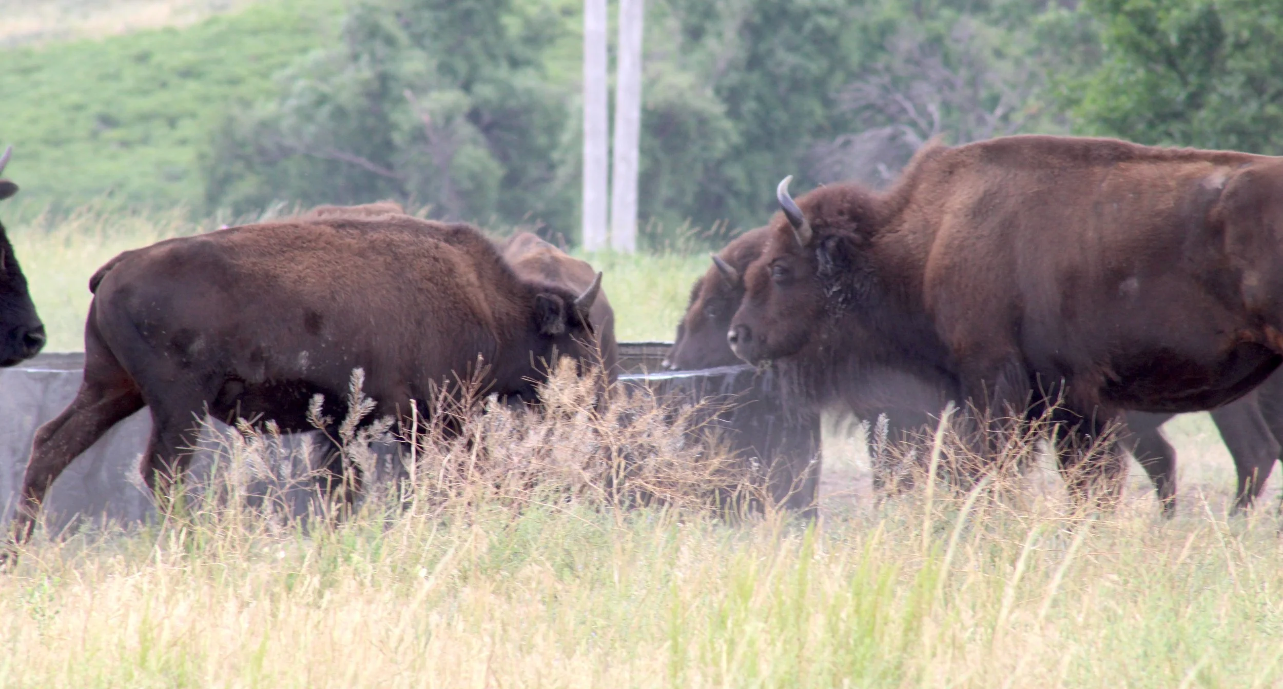 7 new Native Buffalo rancher partners join Tanka Fund — TANKA FUND