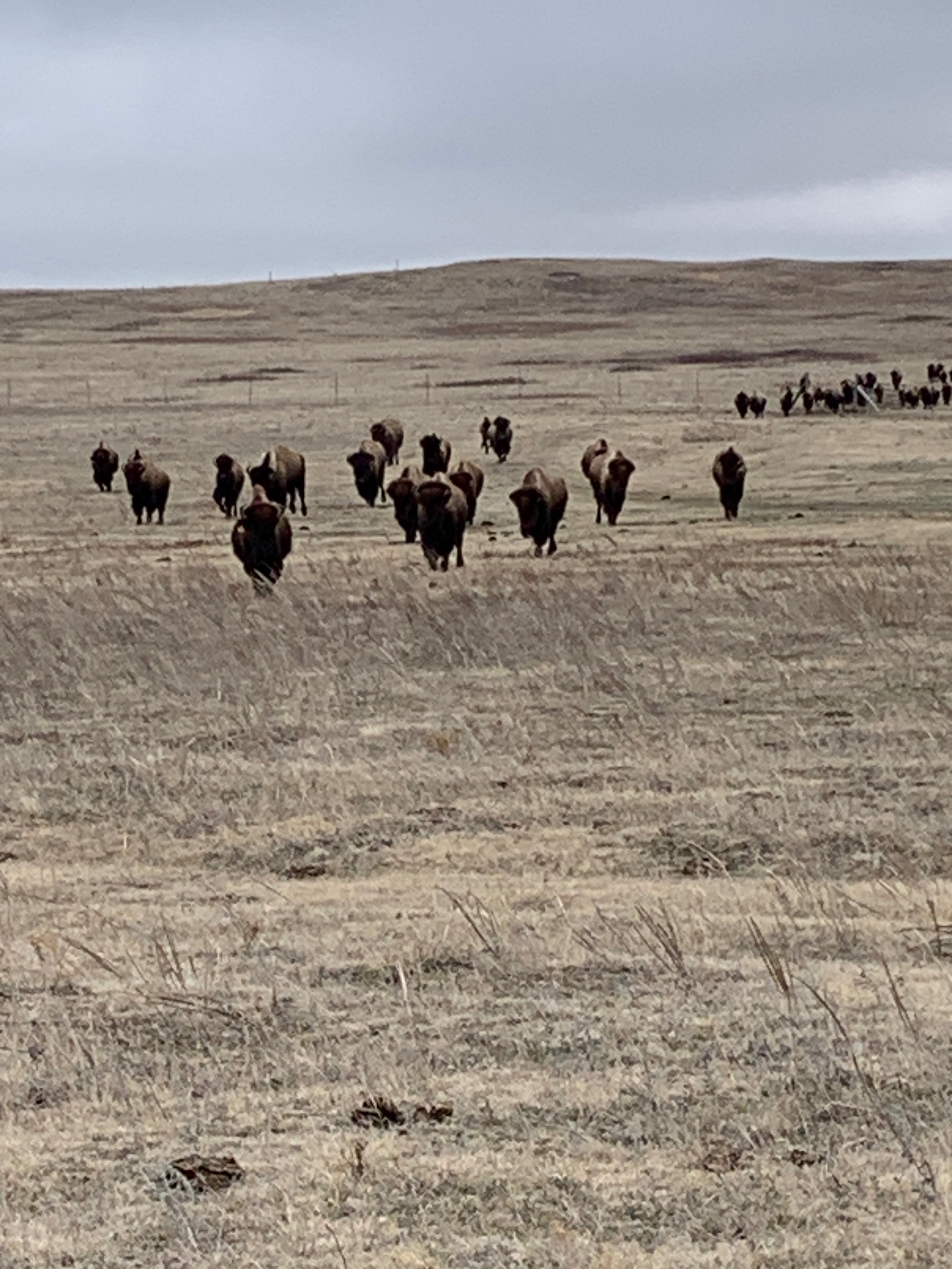 Fencing campaign underway