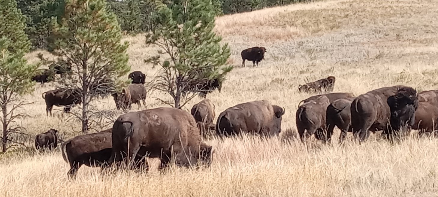 Virgil's buffalo 9.30.24 from kala visit.jpeg