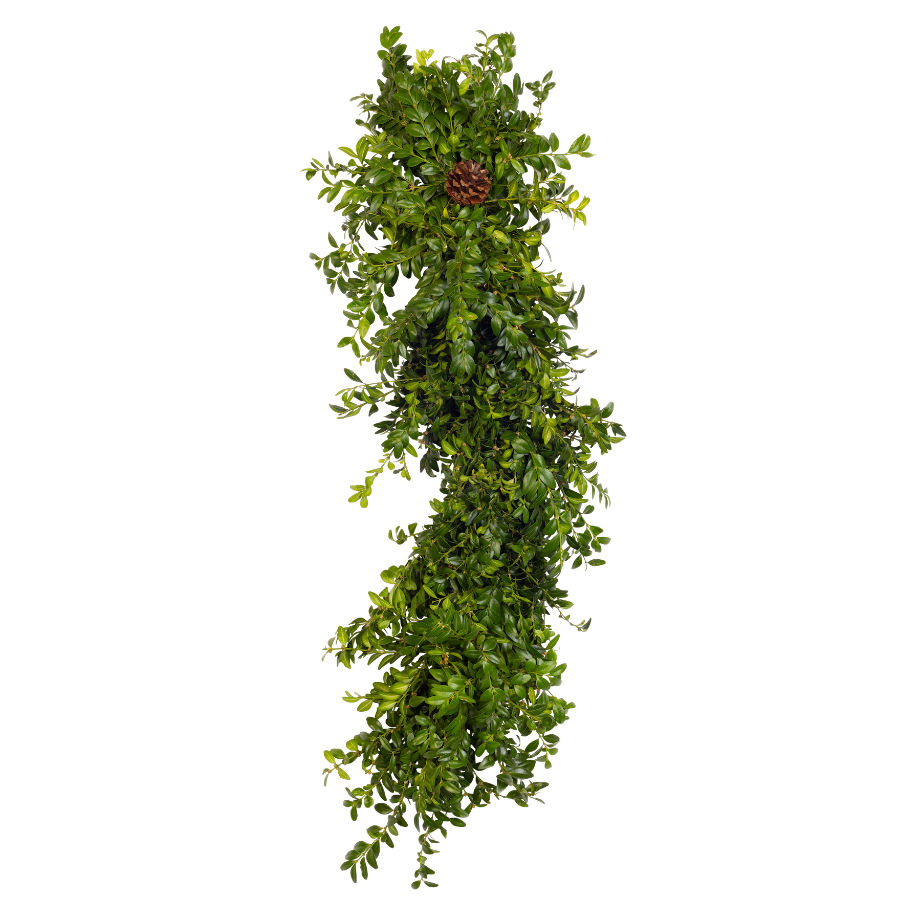BoxwoodGarland.png