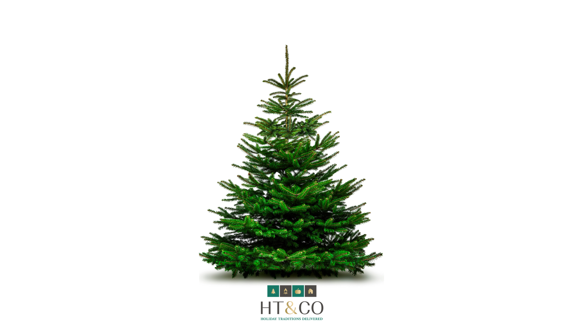 Fraser Fir Christmas Tree