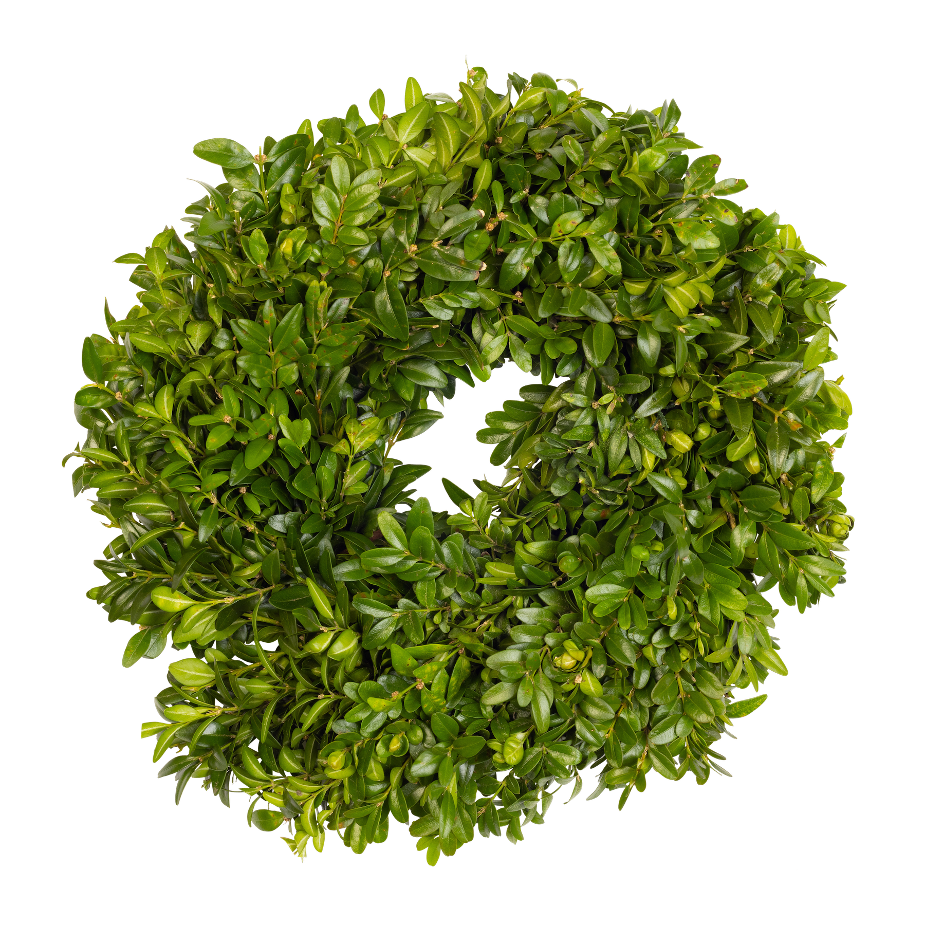 Boxwood Candle Rings (Set of 4)