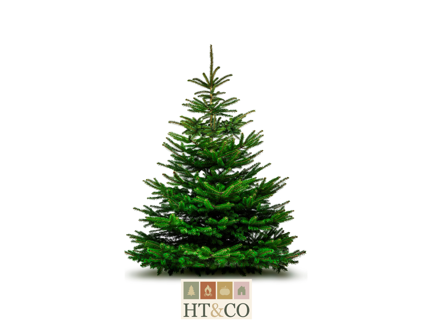 Copy of Fraser Fir (updated logo).png