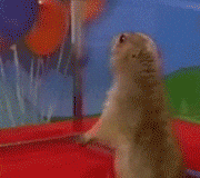 Animated gif of a dramatic hedgehog