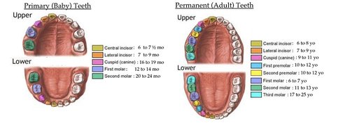 Dental Growth Chart | Derby City Pediatric Dentistry — DCPD