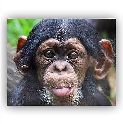 Test Chimpanzee.jpeg