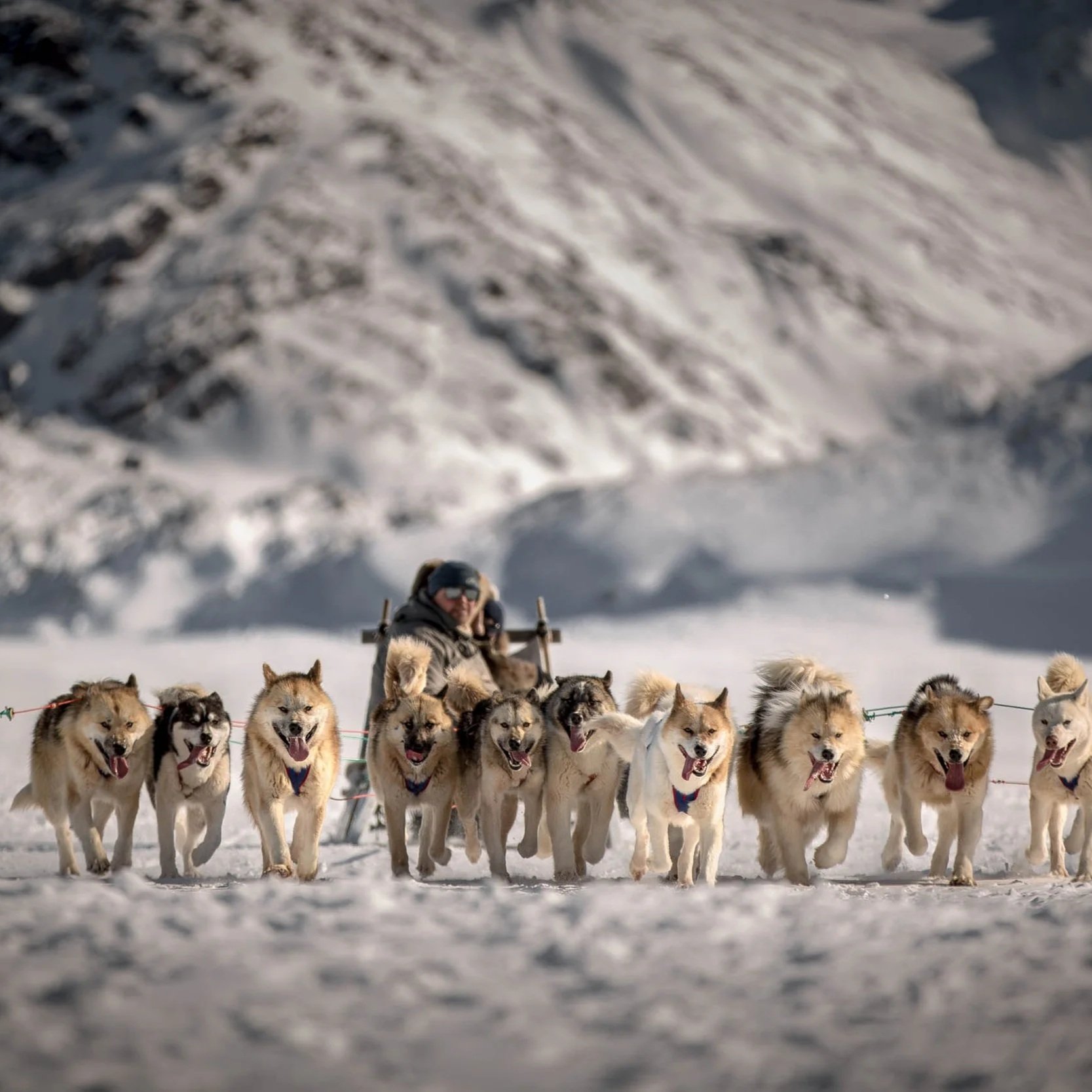 Winterreis naar Groenland en mee zorgen voor de honden