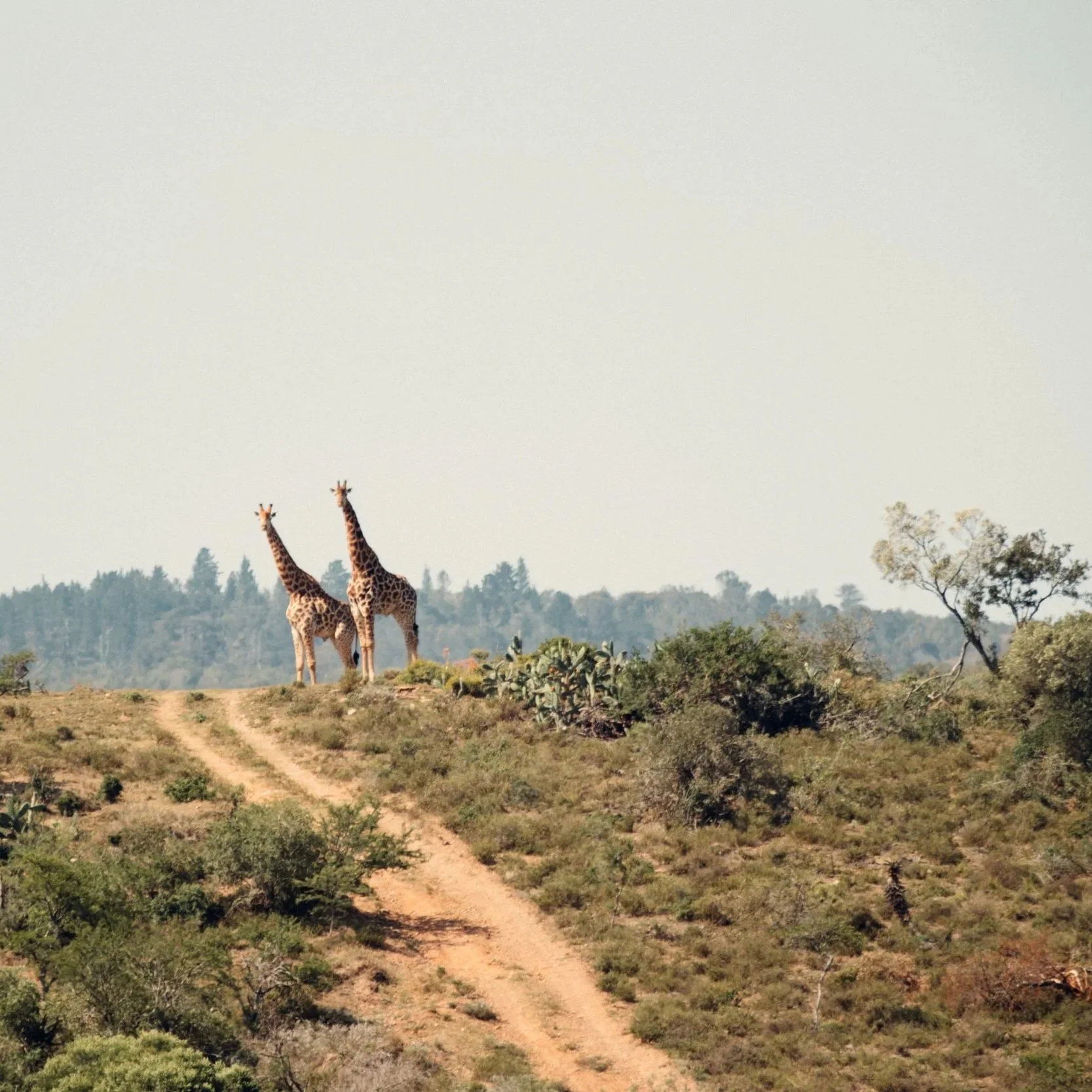 Op wandelsafari met Masai gidsen in Kenia