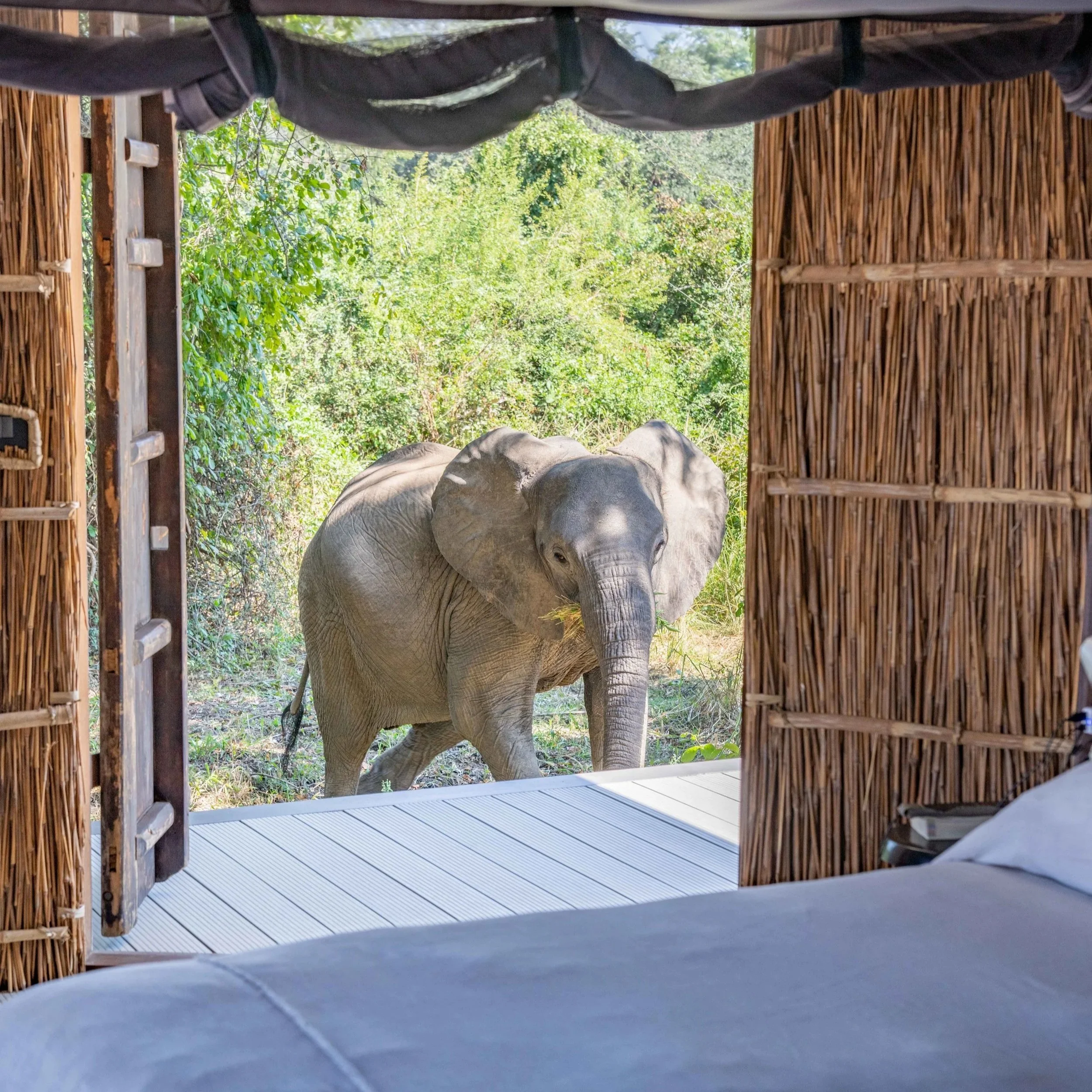 Op Safari tijdens Zambia's verborgen seizoen, in de Paas -of Meivakantie.