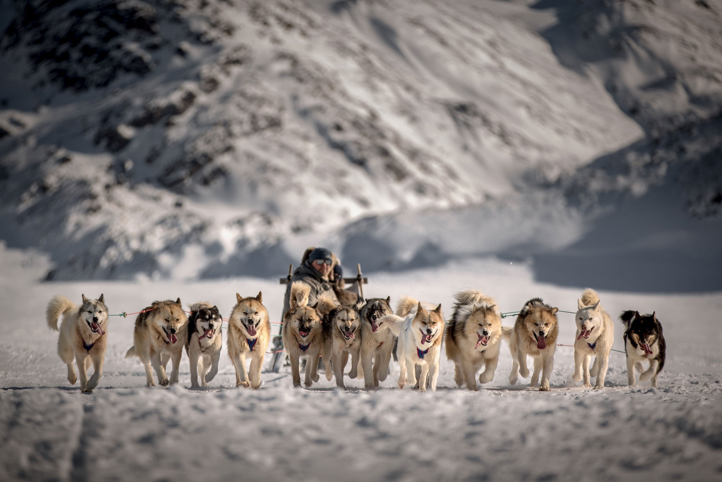 A man and huskies in greenlang