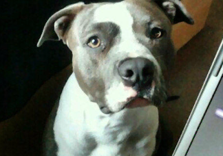 Brown and white dog