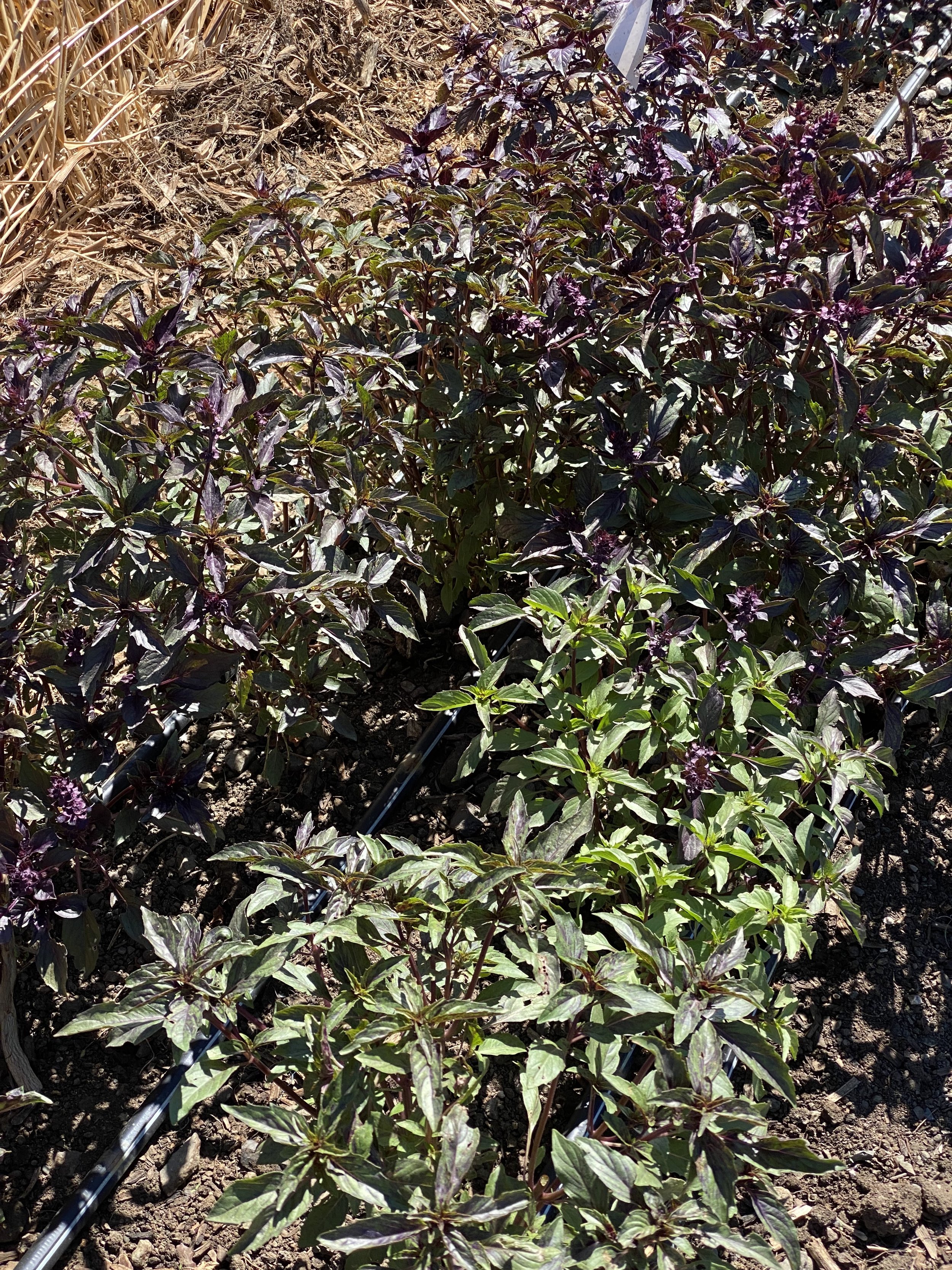 Bees love it here. Also, notice the different colors of the different plants. There is some visual variability in this variety, but I didn't really notice a difference in favor.