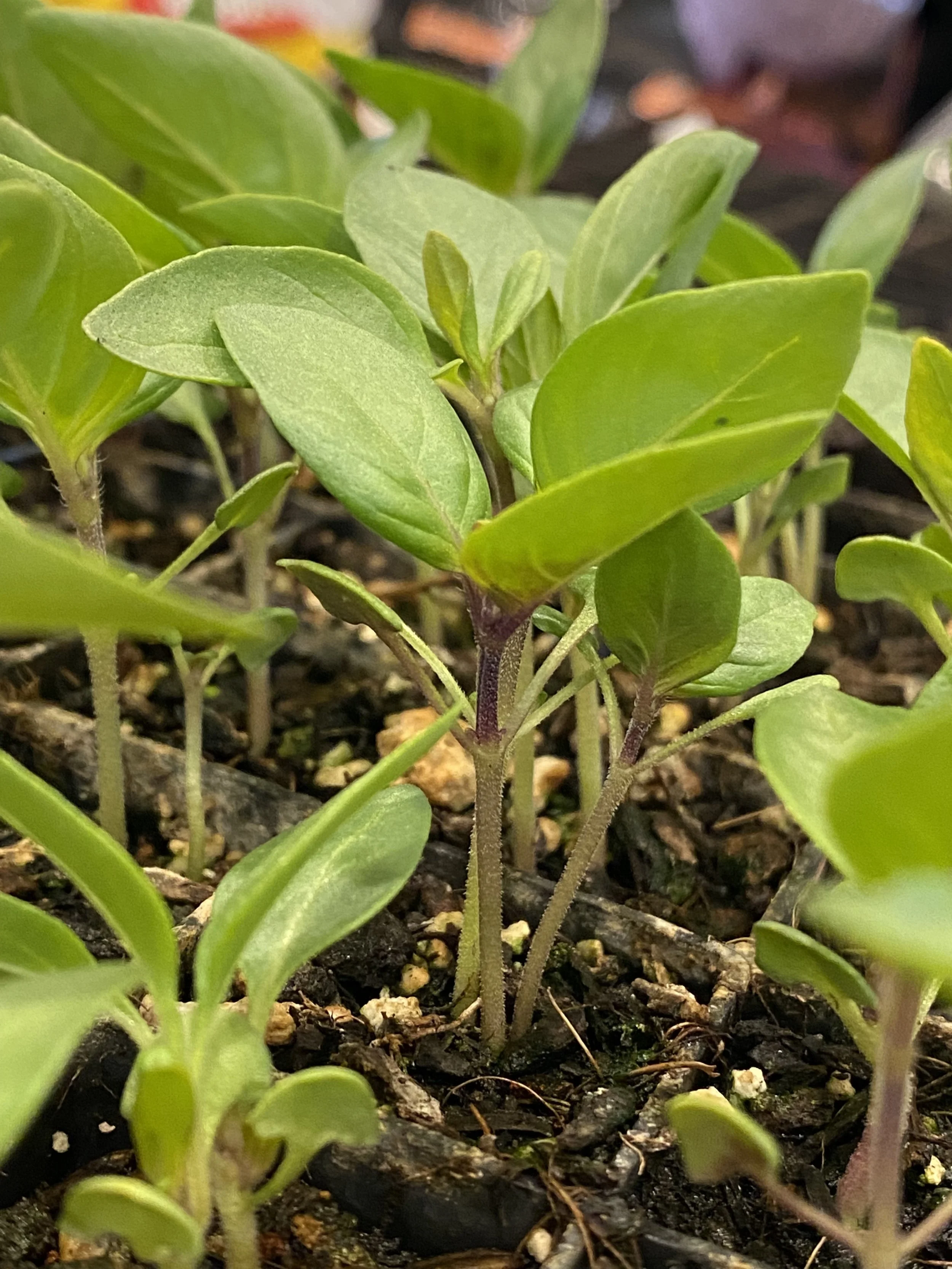Young reyhan starts right before transplant