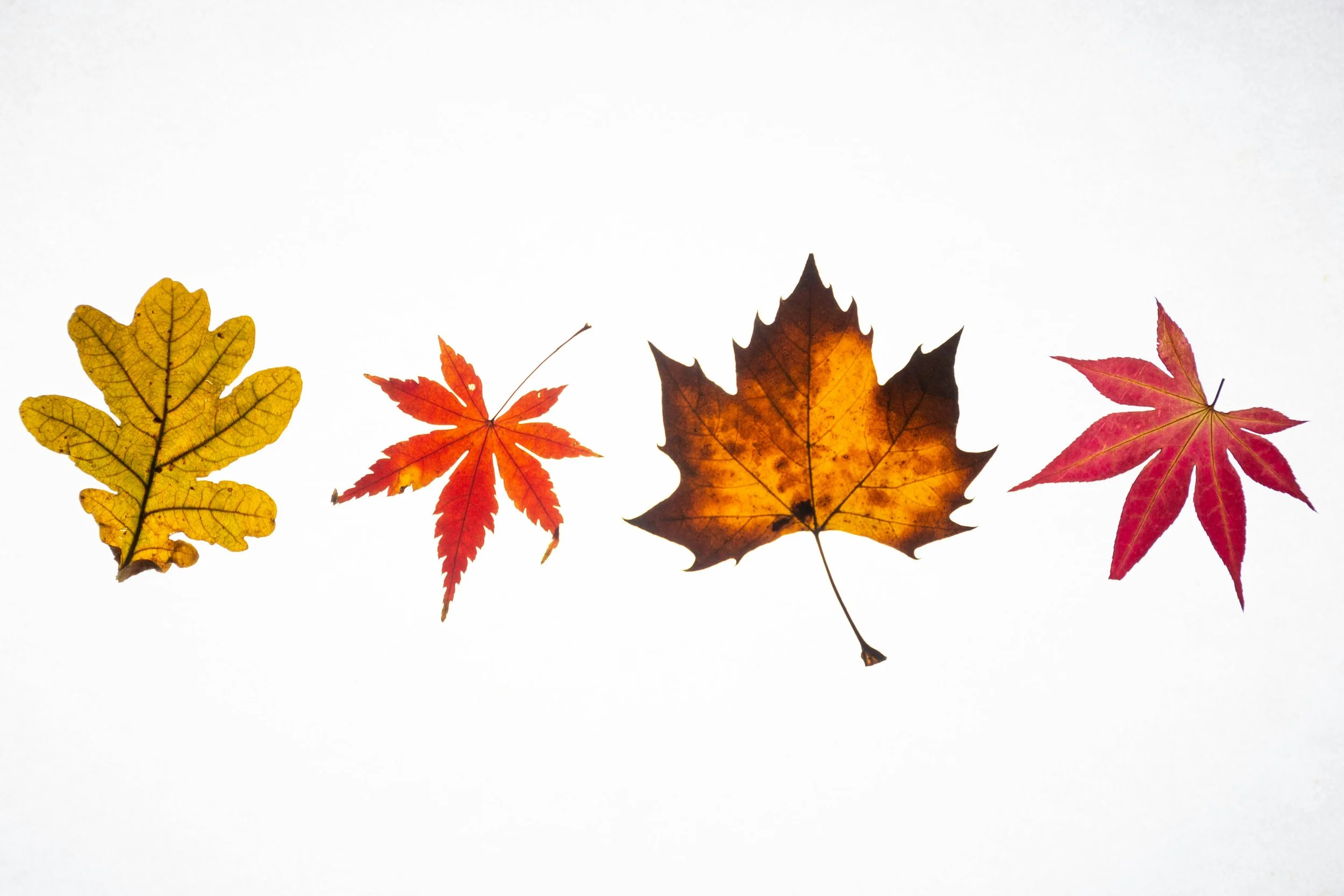 Immune Prep for Fall Germs