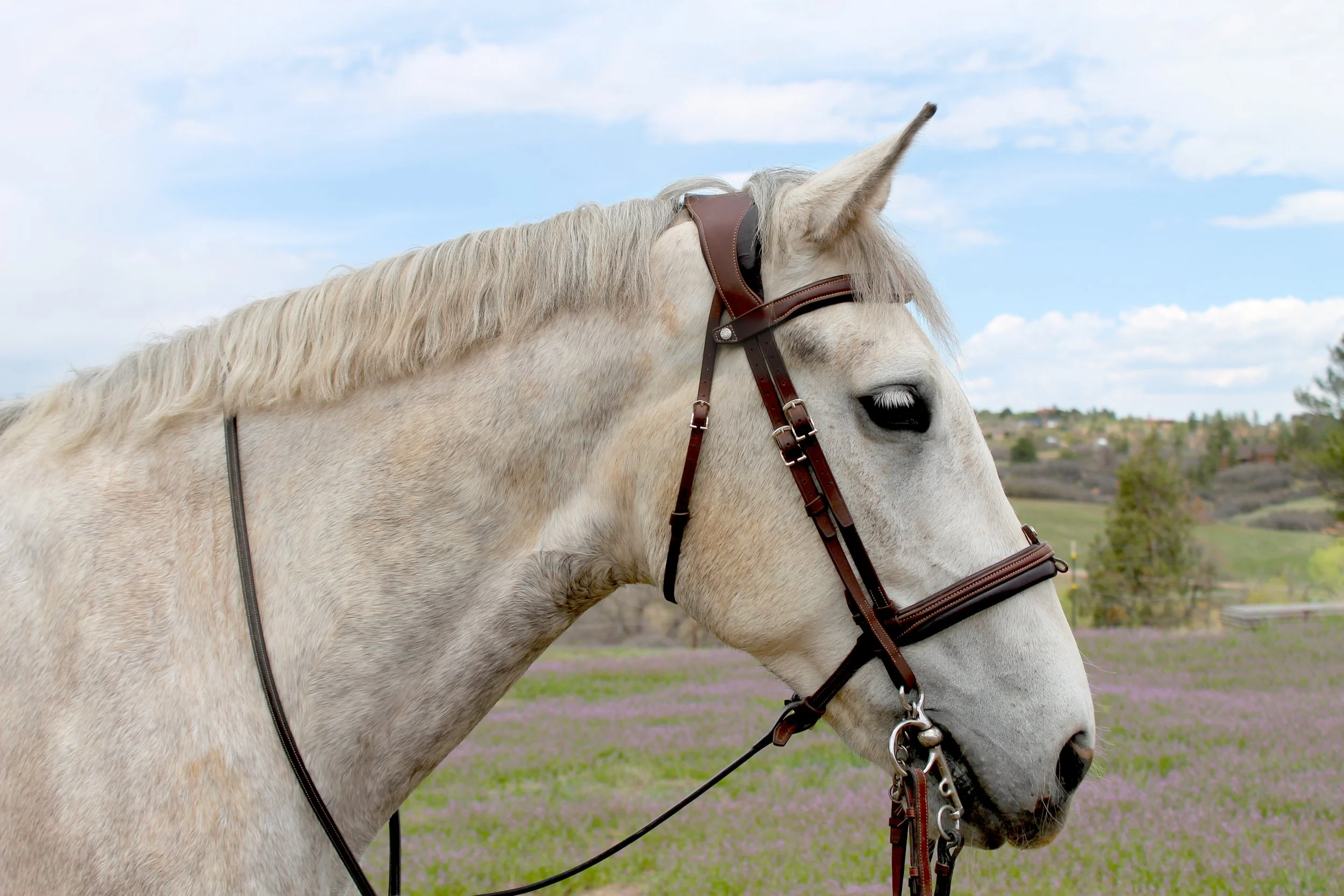 Horse Profile.jpg