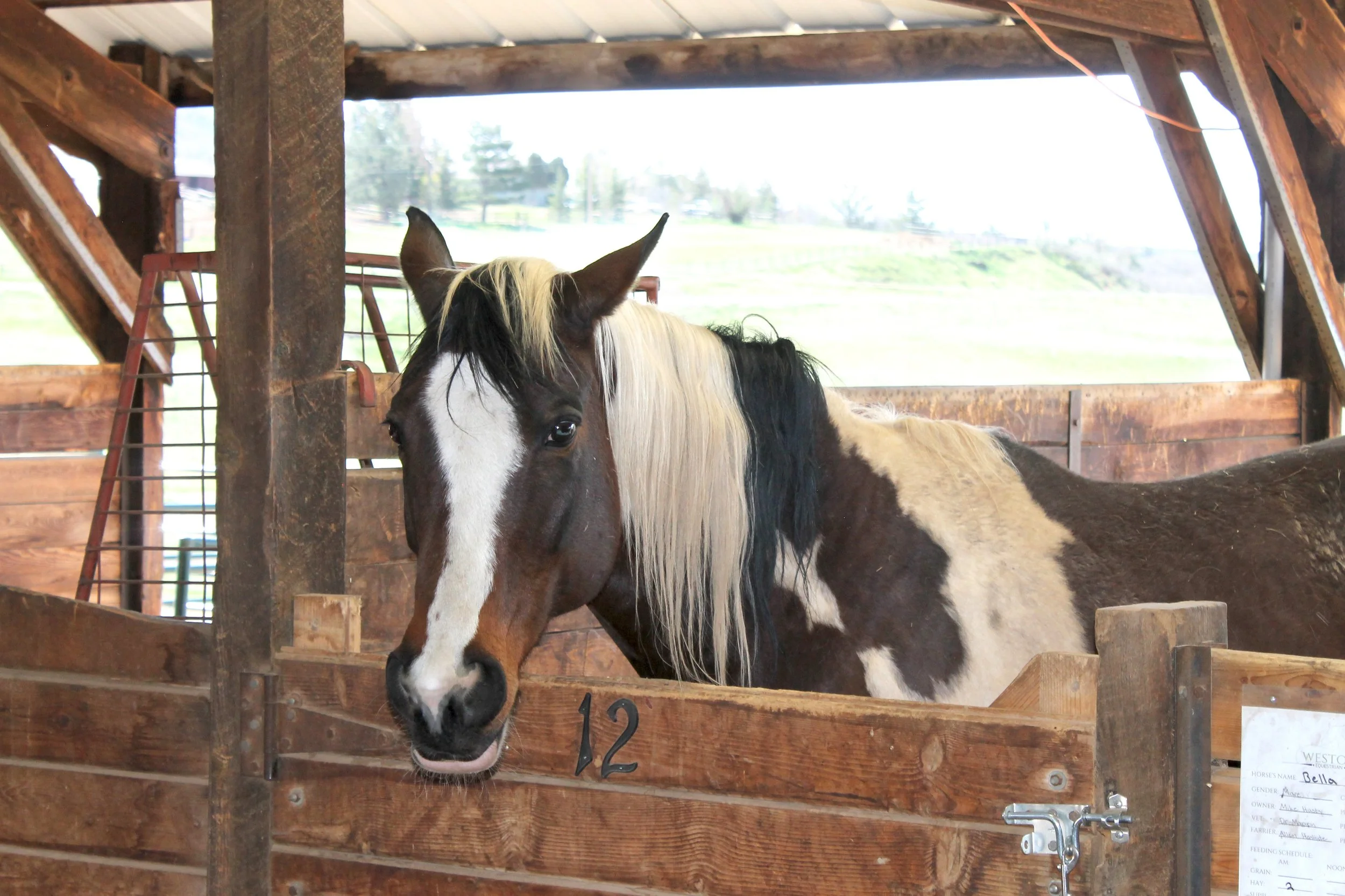 Brown Horse .jpg