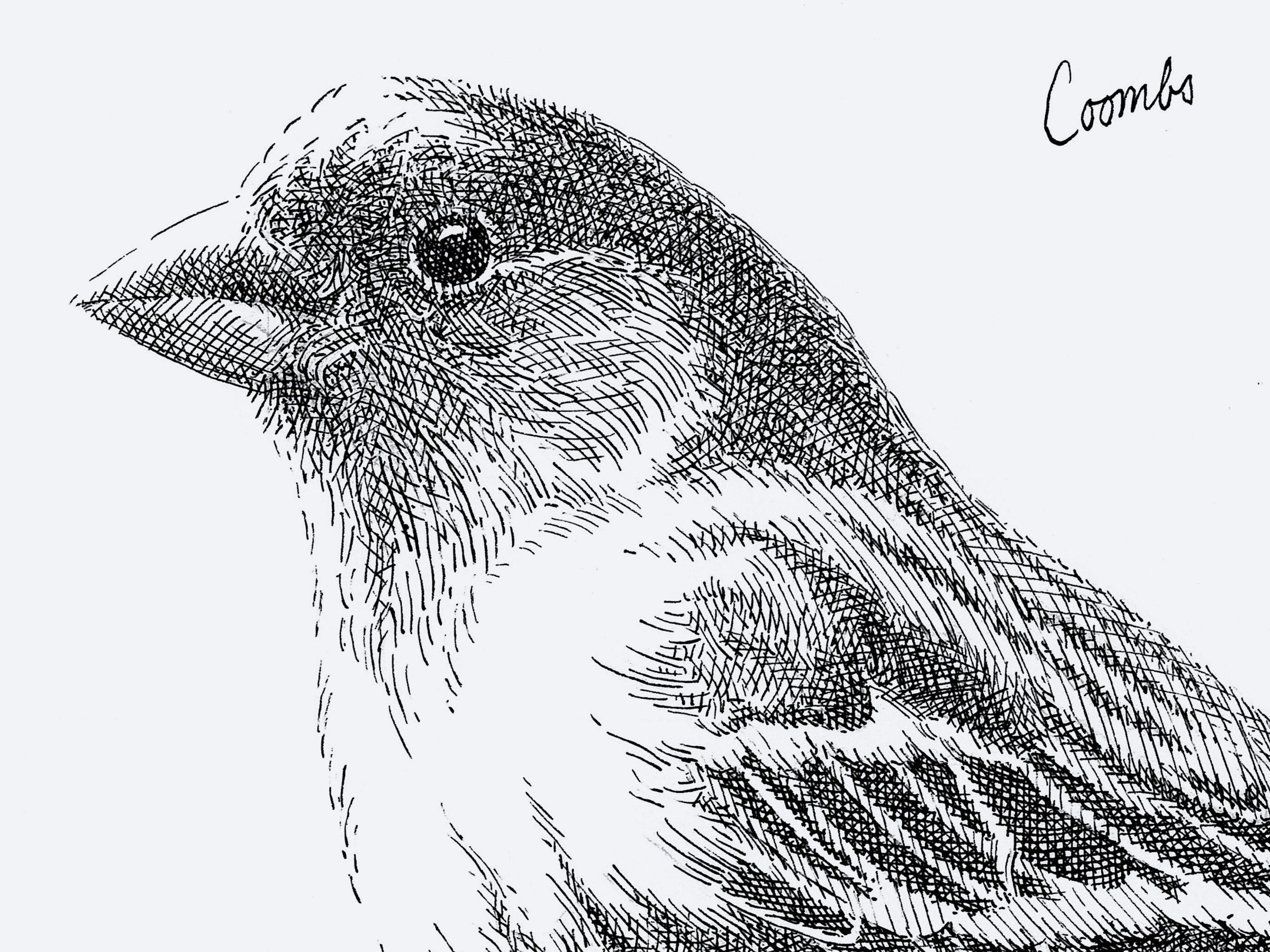 Finch presentation images12.jpg