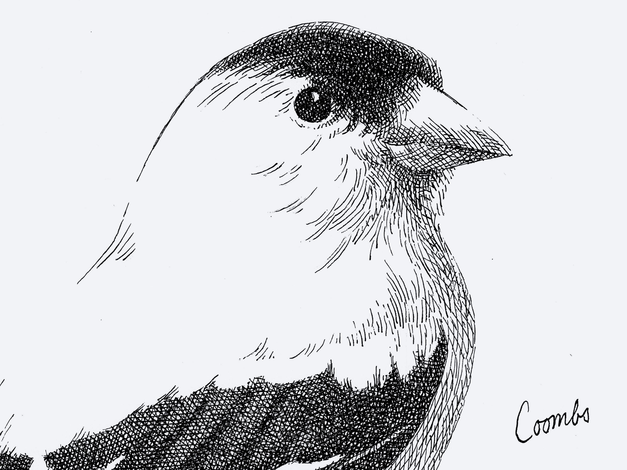 Finch presentation images11.jpg