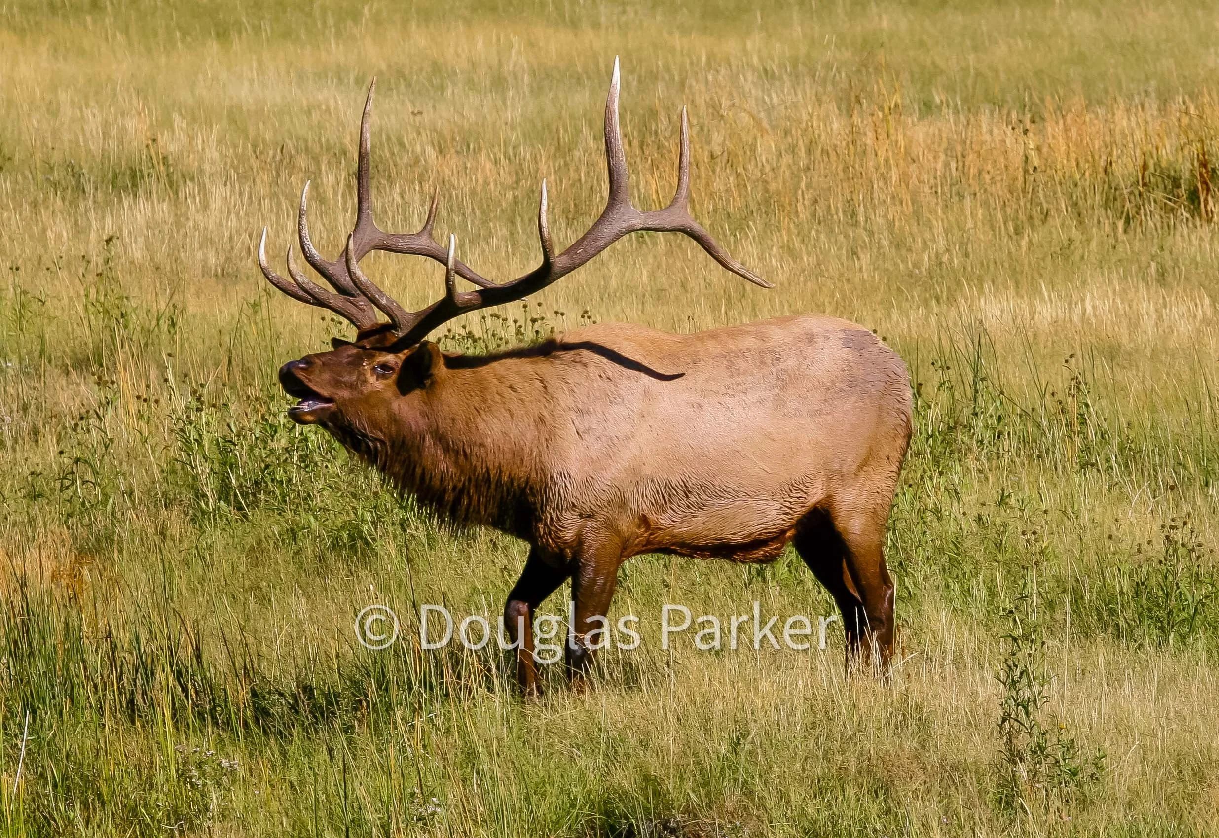 Guest Artist - Douglas C Parker