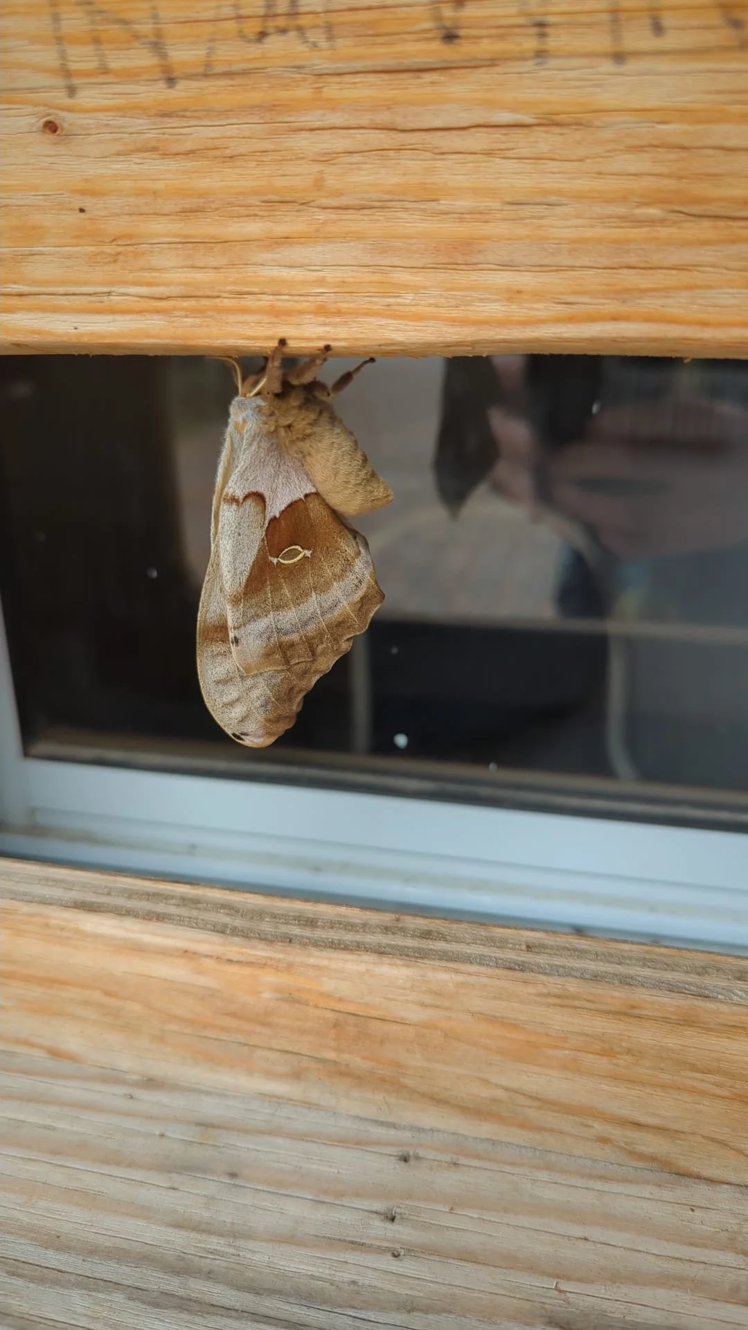 Meet Wooly: Kora Cottages' Newest Summer Guest
