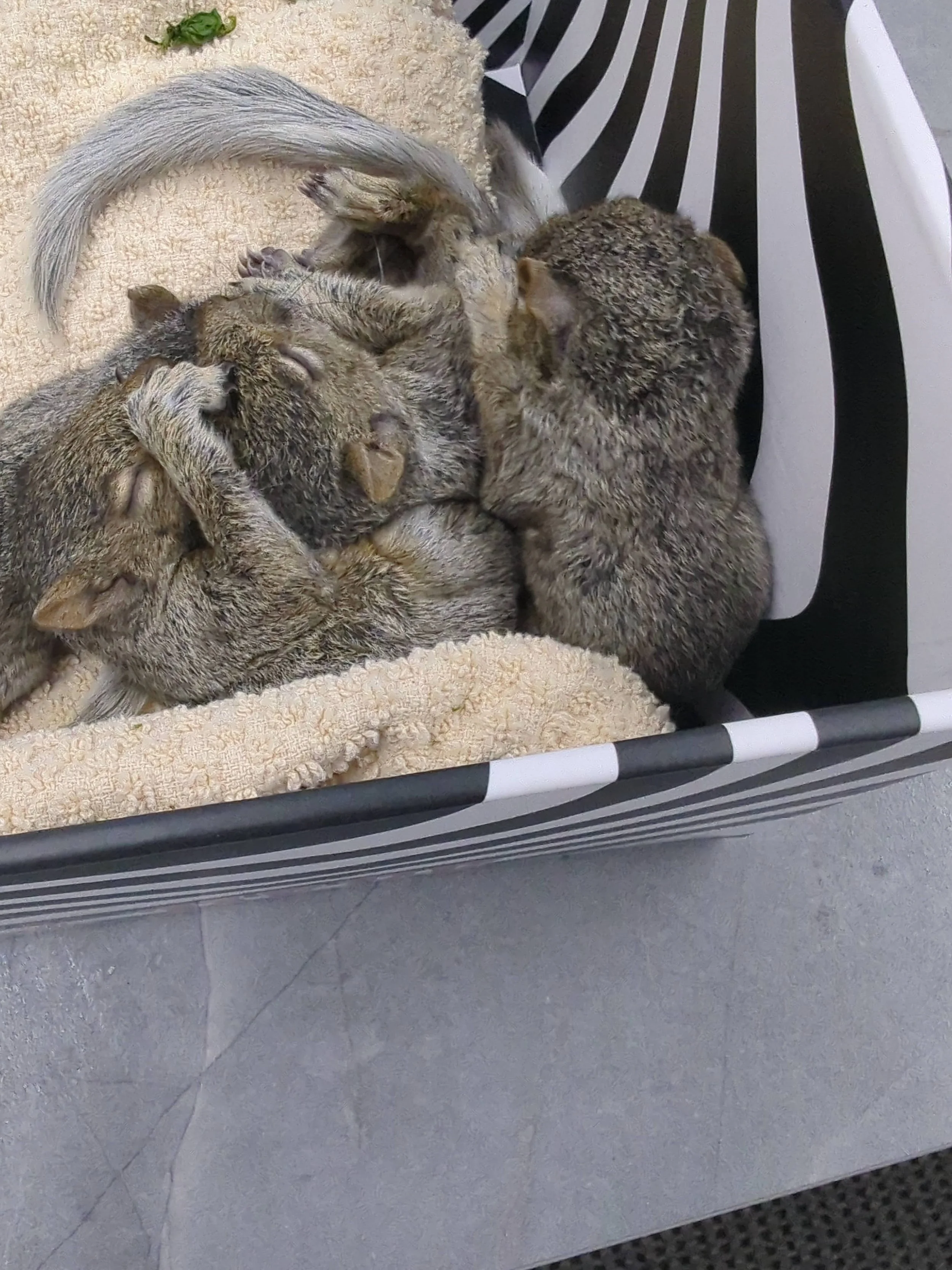 The Great Kora Squirrel Rescue