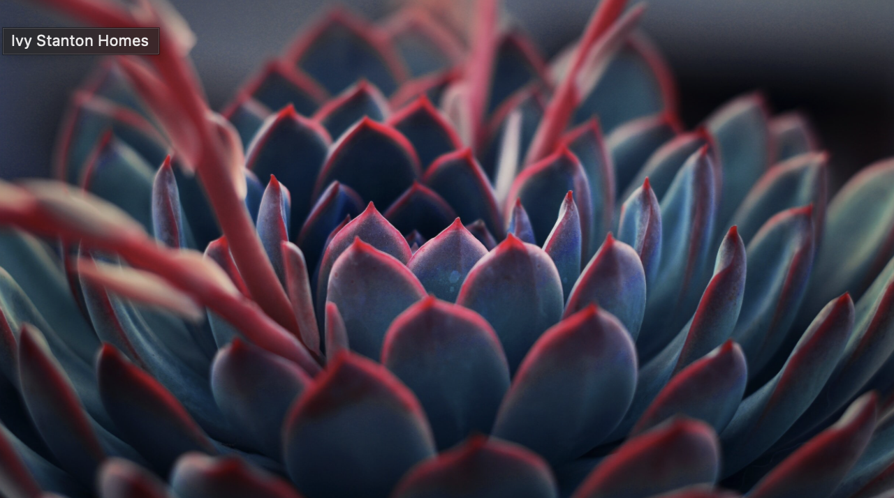 Crafting an Urban Oasis: Water-Saving Ideas for Your Yard