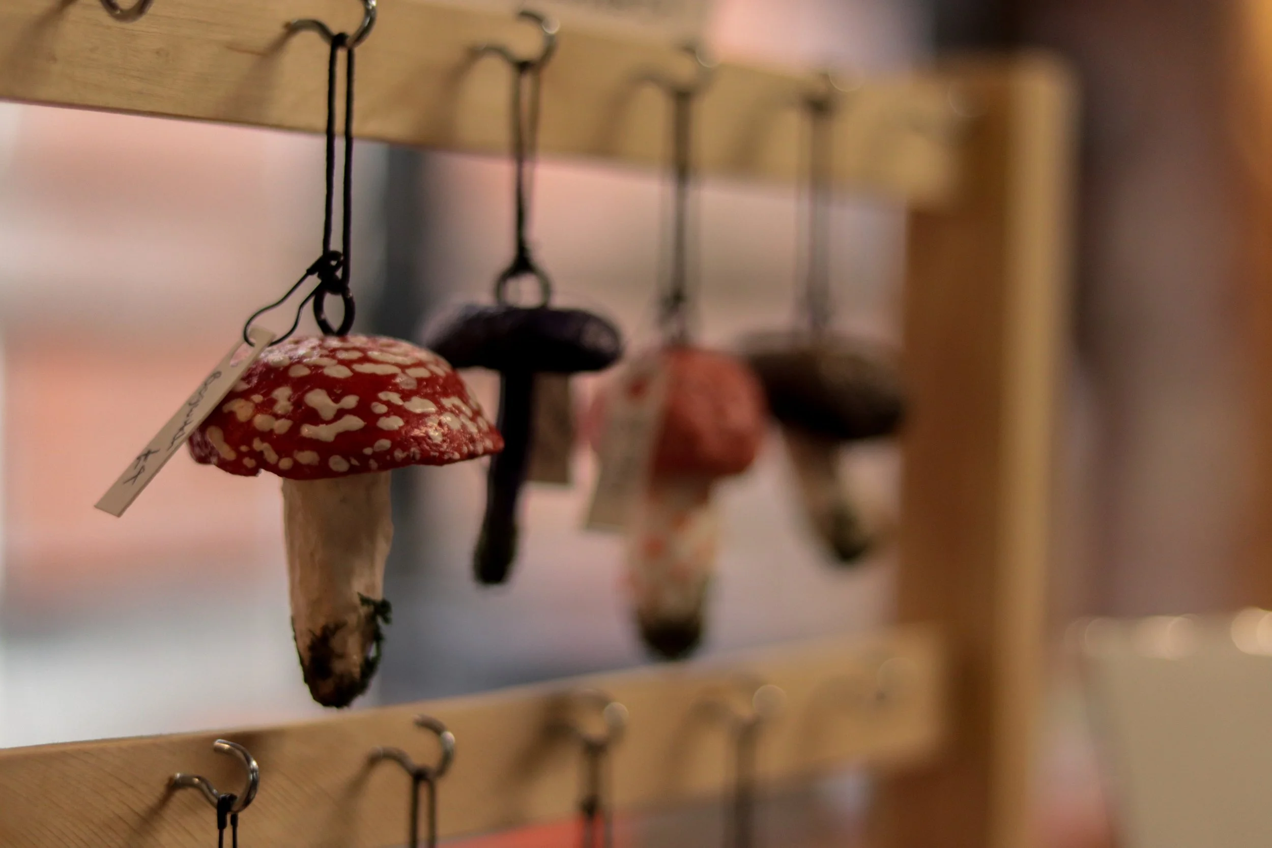 Fungi Exhibition (227).jpg